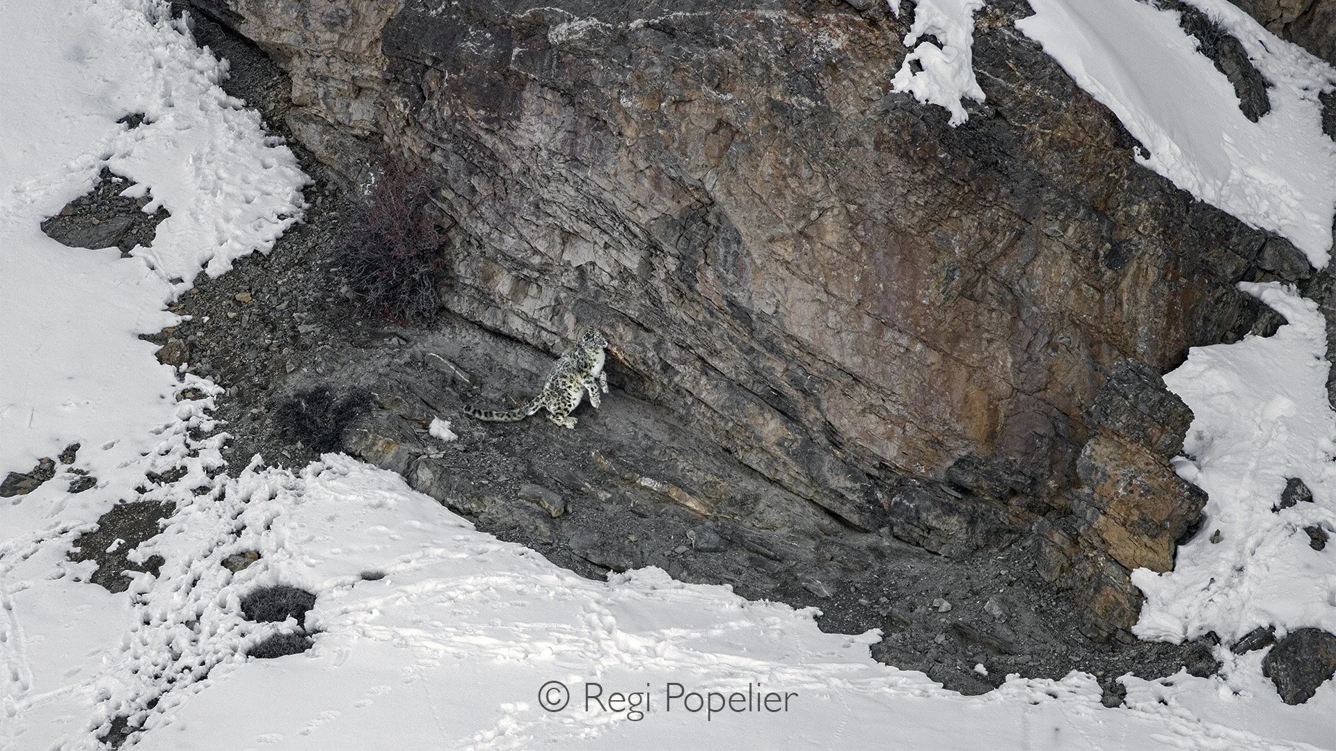 HIMA036 - Mature female leaving her sent mark on the rocks 