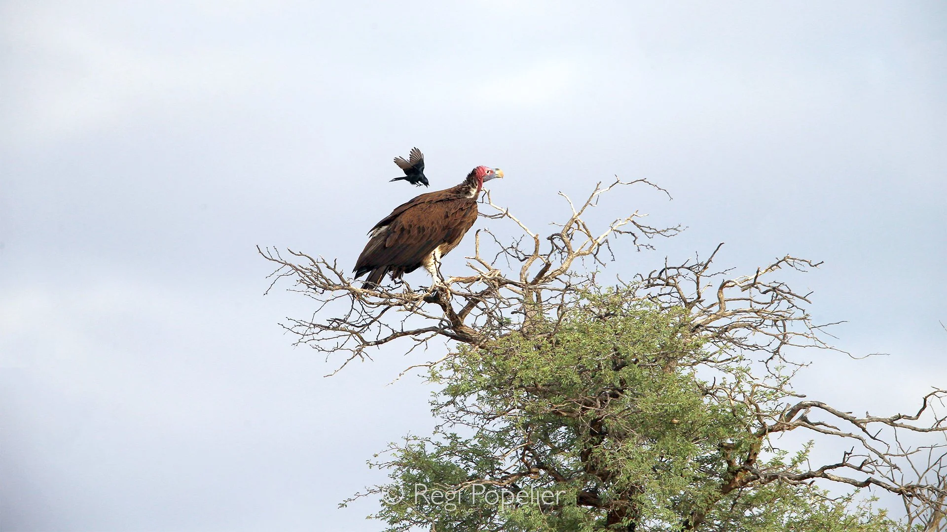South Africa044 - High in the branches of a lone Kalahari tree, a lappet-faced vulture sits quietly as a fearless drongo repeatedly attacks from above. The tiny bird's courage in confronting such a much larger predator creates a striking contrast, ca