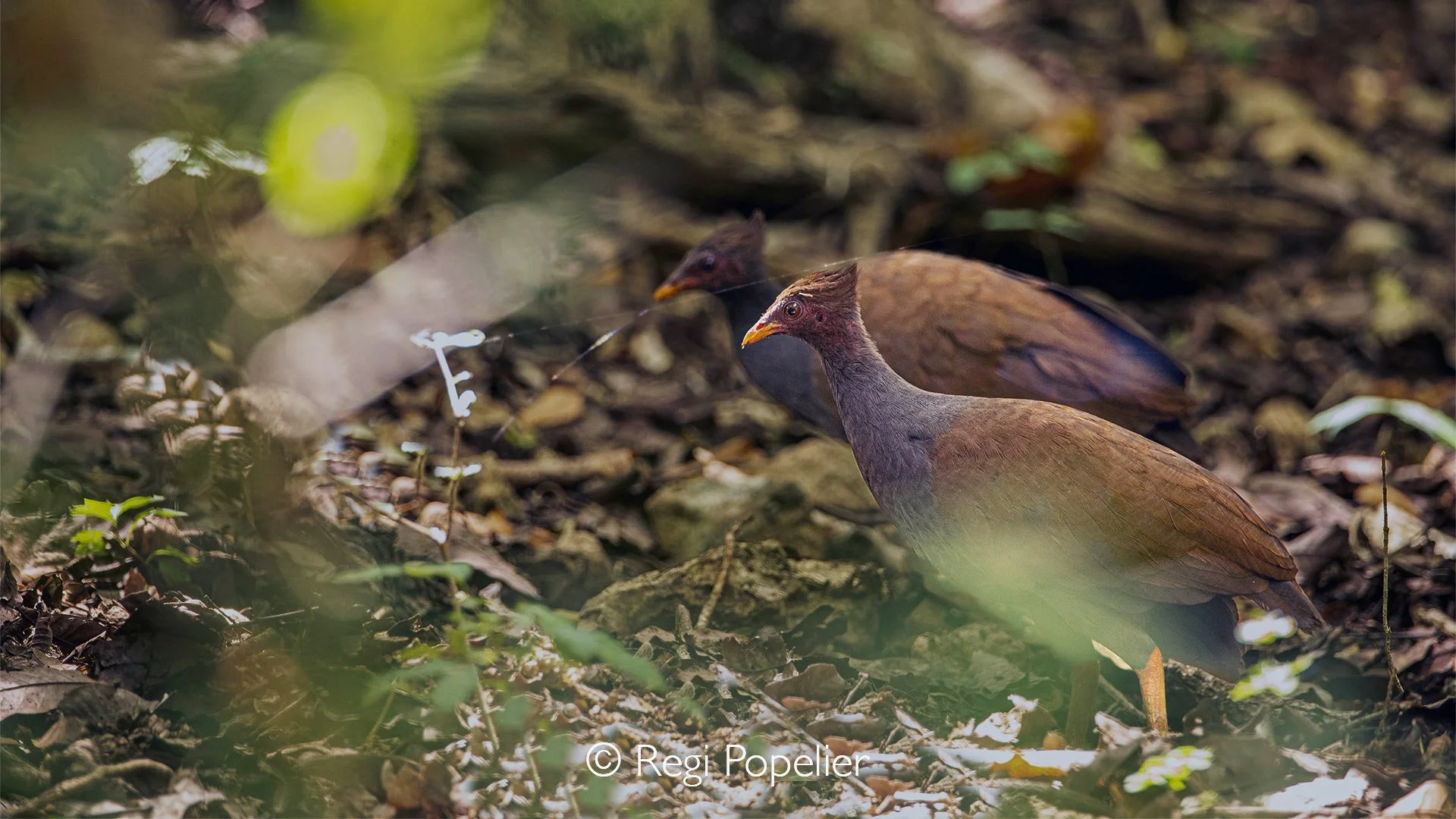 INDO053 - A pair of Maleo birds in Sulawesi an endemic species with critically endangered status. Unfortunately, during my visit, they were not in breeding plumage.