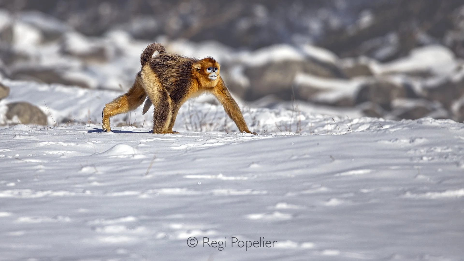 CHIN005 -Sub-adult snub-nosed monkey trudges carefully through the pristine snow, its curious eyes and fluffy coat contrasting sharply with the icy white landscape.
