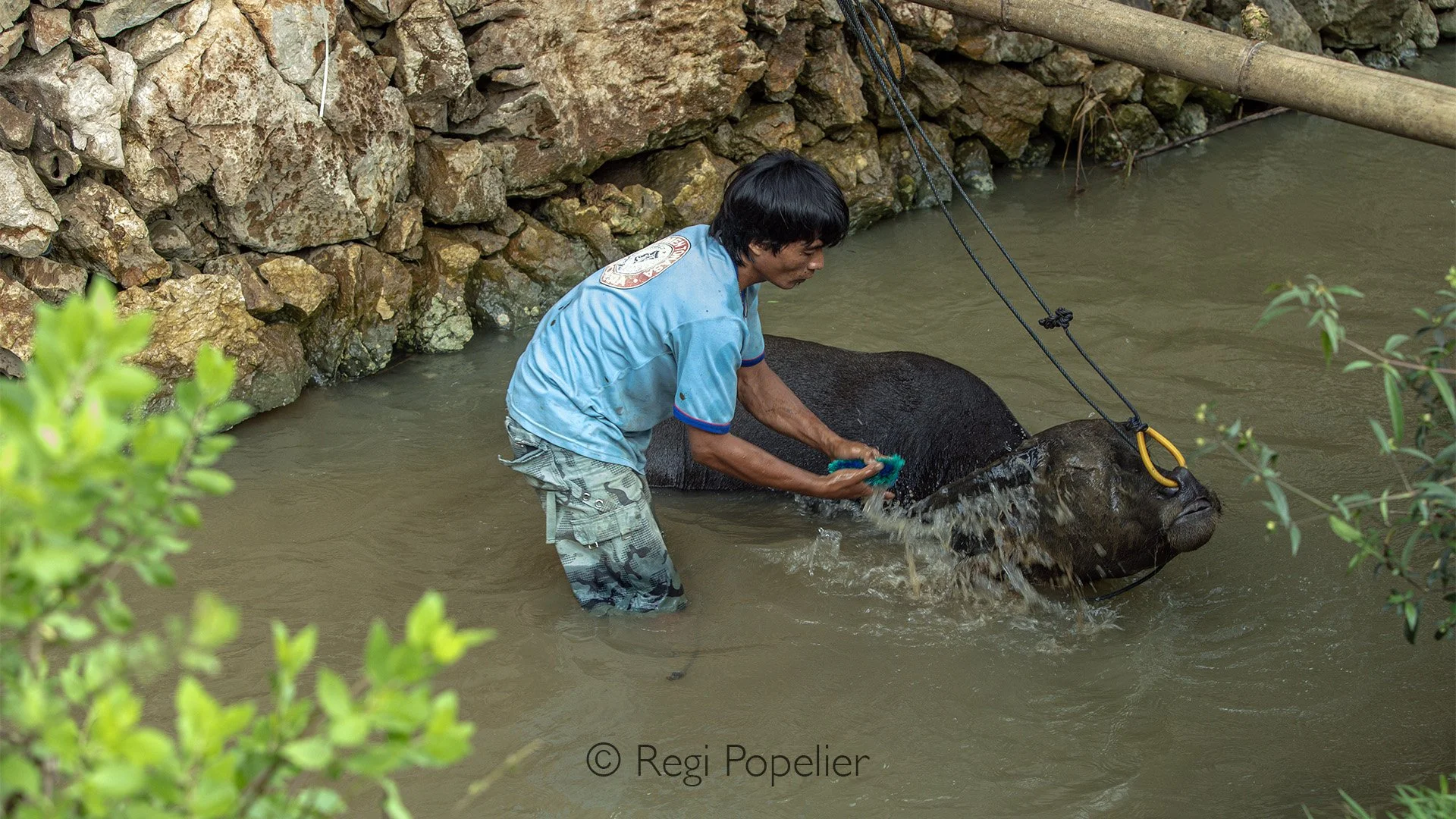 INDO023 - On the way to Sulawesi, you often see people washing their buffalo in the nearby rivers, a simple, timeless scene of daily life.