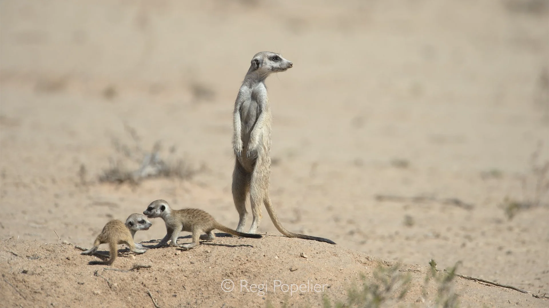 South Africa015 - Standing tall on her hind legs, a vigilant mother meerkat scans the endless Kalahari while her two curious pups remain safely at her feet. Every movement reflects the perfect balance between protection and exploration, capturing the