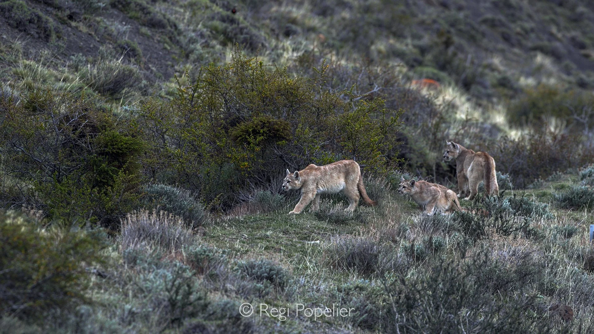 CHILI032 - Mother on the move.