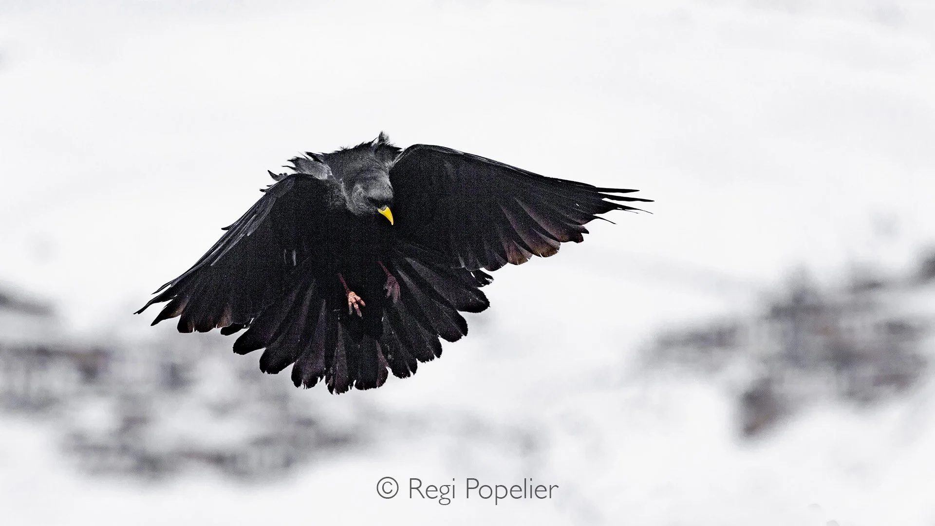 HIMA015 - Himalayan Jungle crow. 