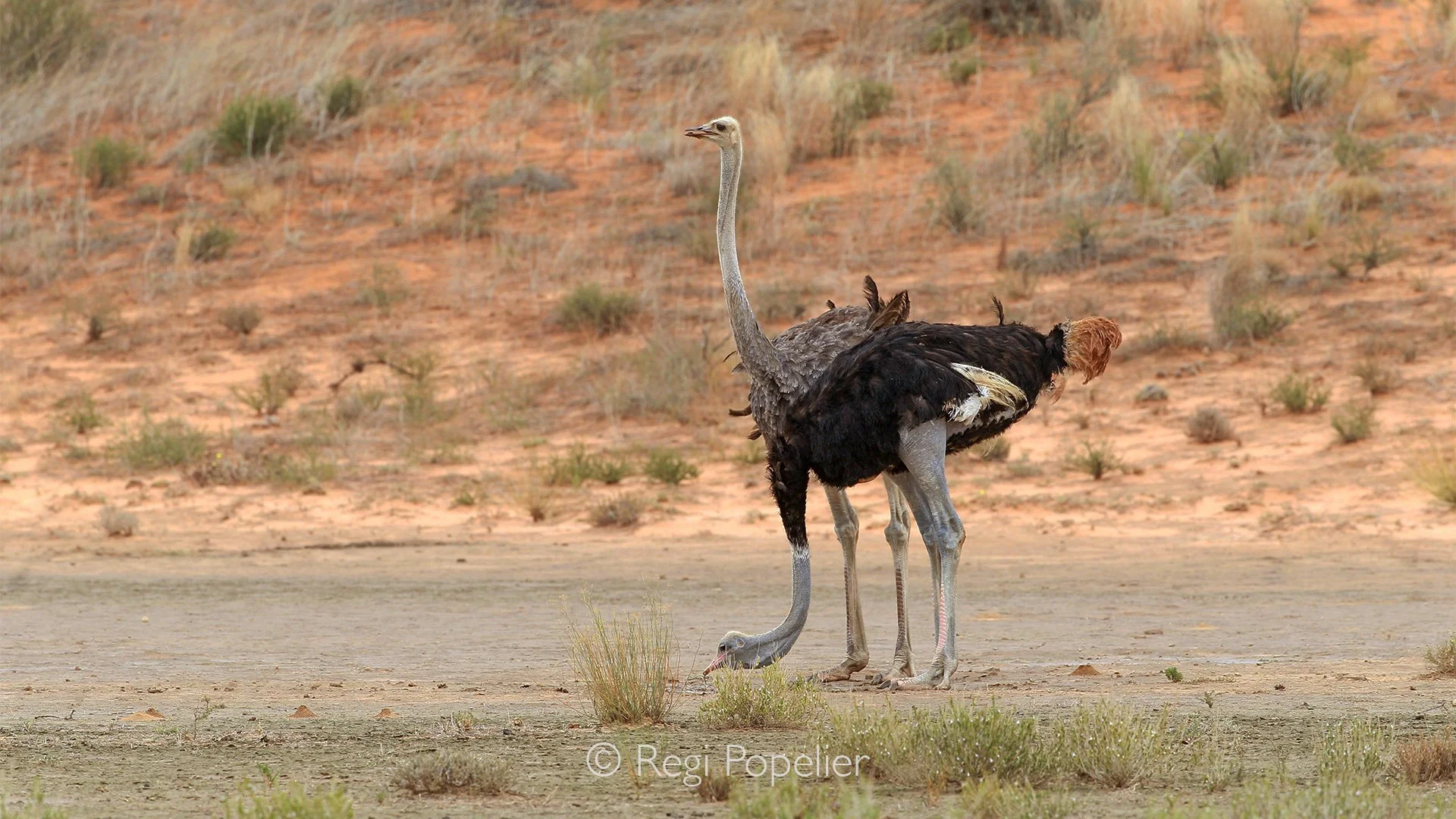 South Africa041 - Two ostriches stand beside one another in the tall Kalahari plaines, creating a striking contrast in posture. One stretches its long neck high into the open sky while the other lowers its head toward the ground, forming an almost pe