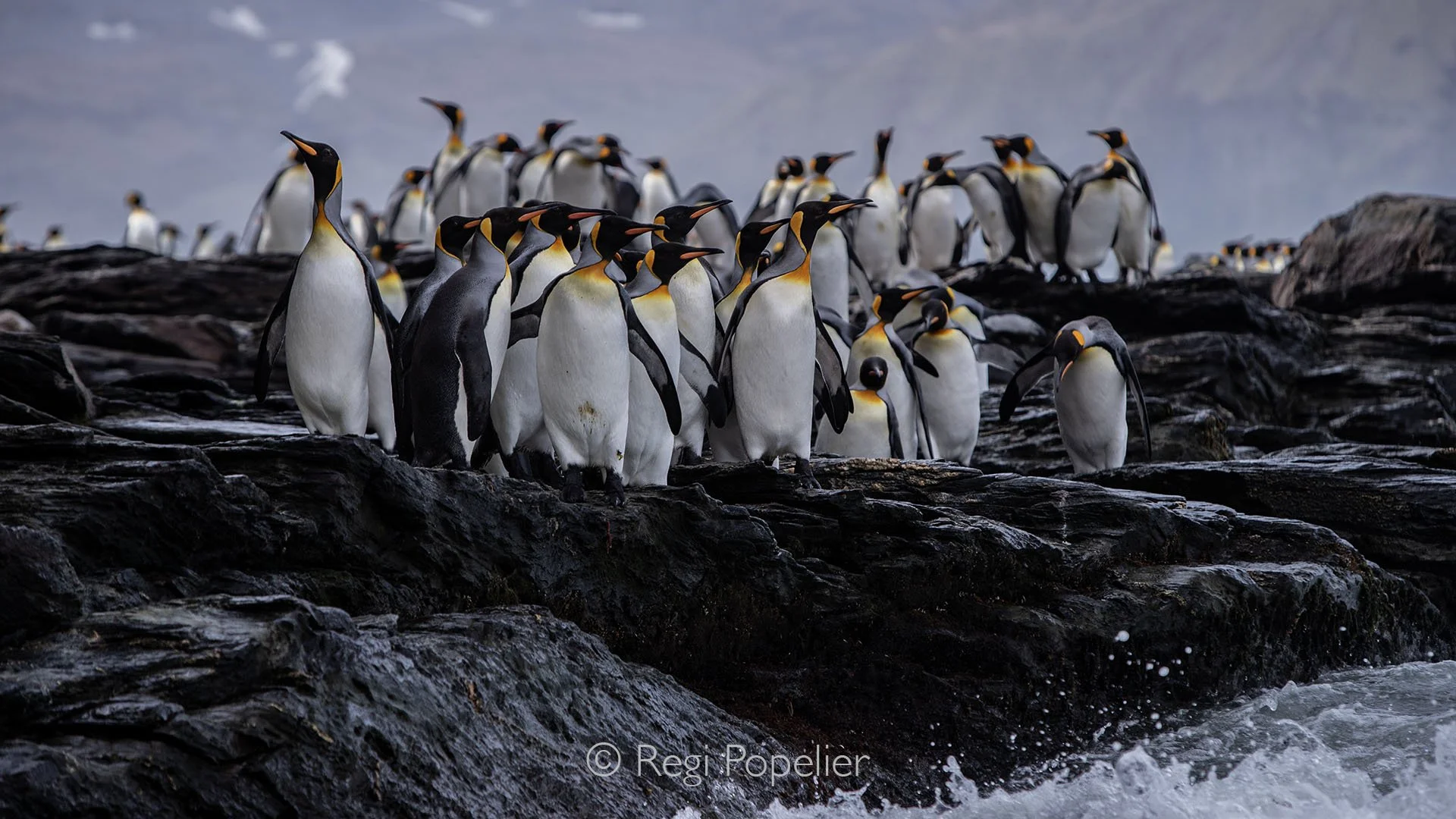 ANT015 - King Penguins braving the rough cliffs of South Georgia,showing resilience and community in the heart of the sub-Antarctic.