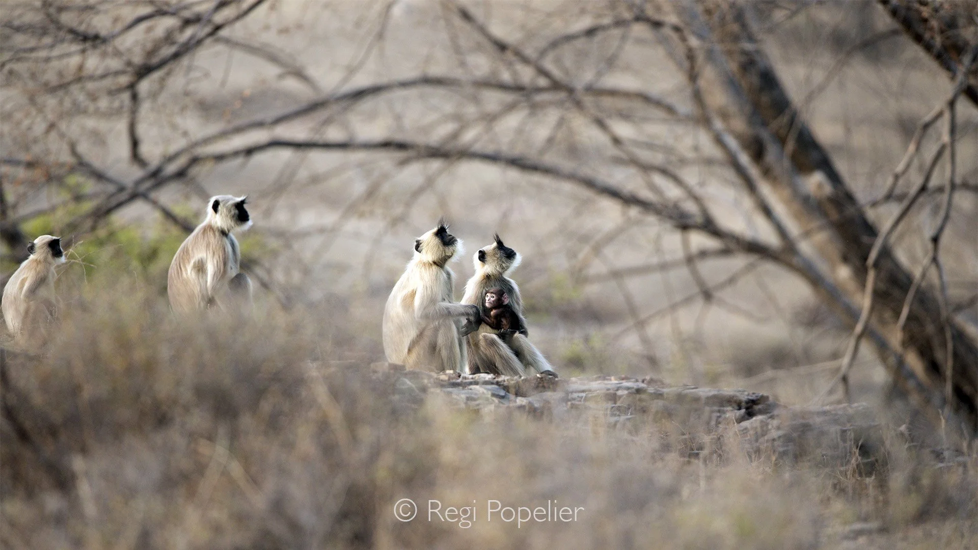 INDIA032 -  Langurs in peace, curious of what happens above  