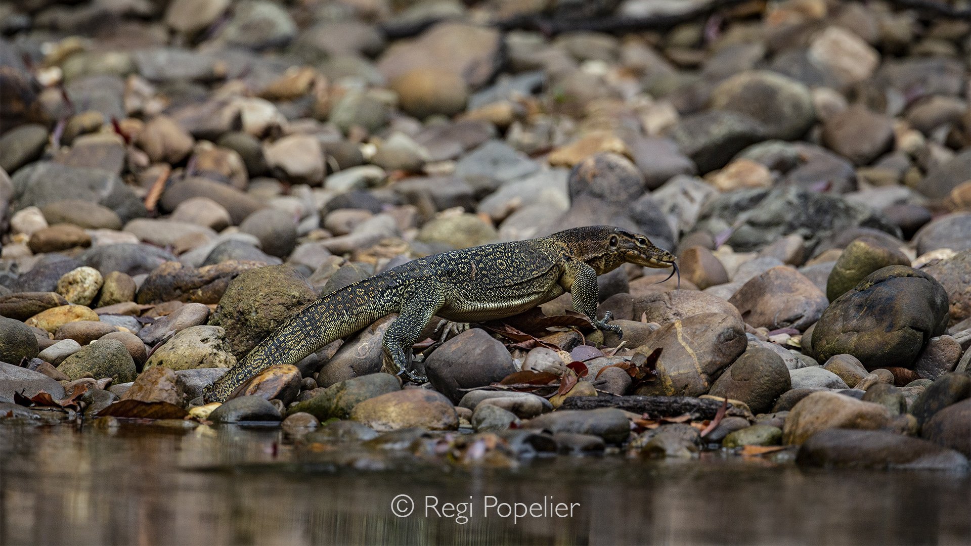 MALAS016 - Monitor Lizard (Varanus salvator).