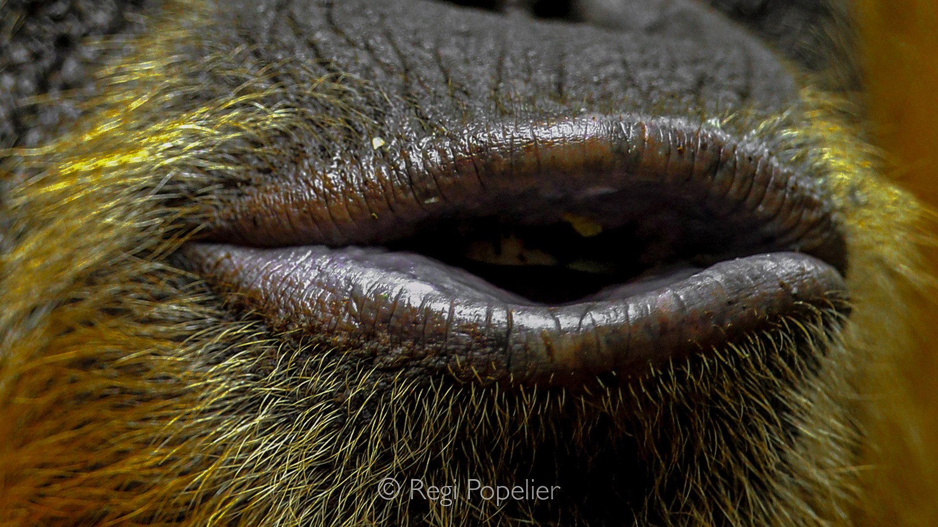 INDO074 - Close up from the mouth.