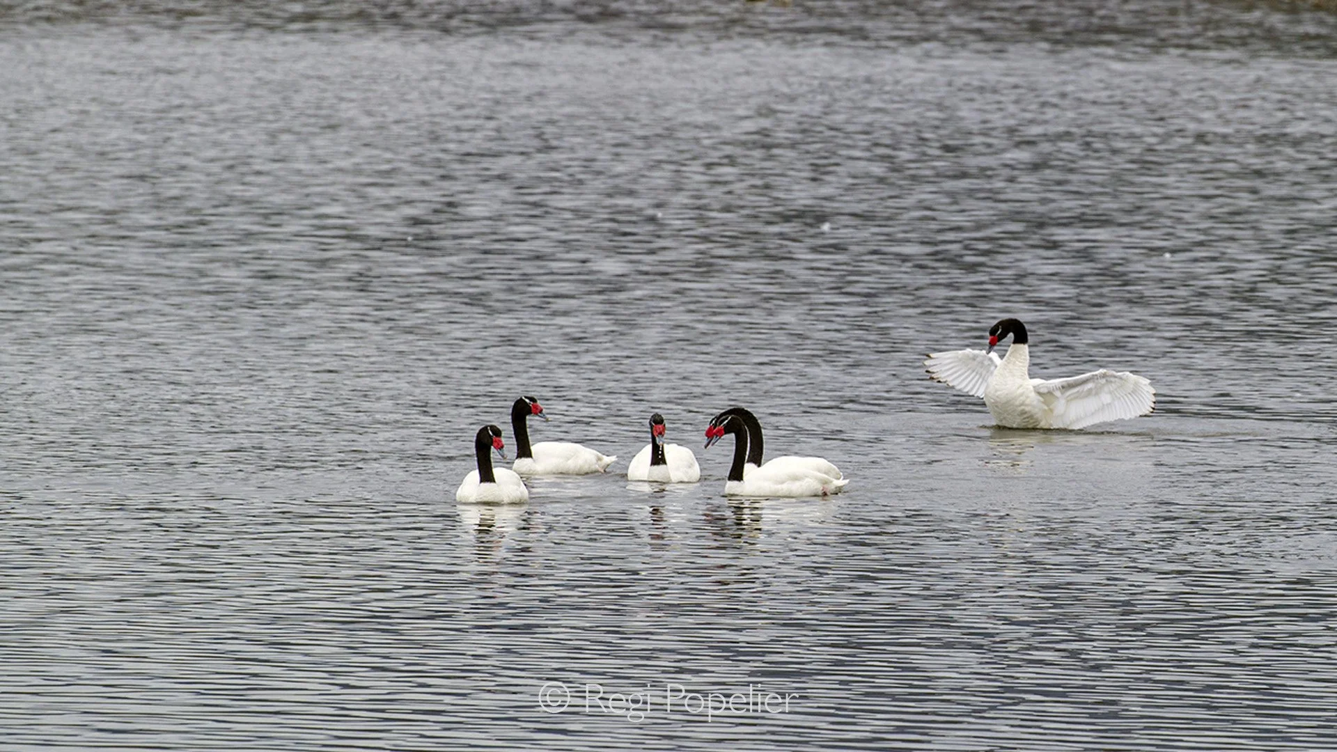 CHILI023 - Black-necked Swan 