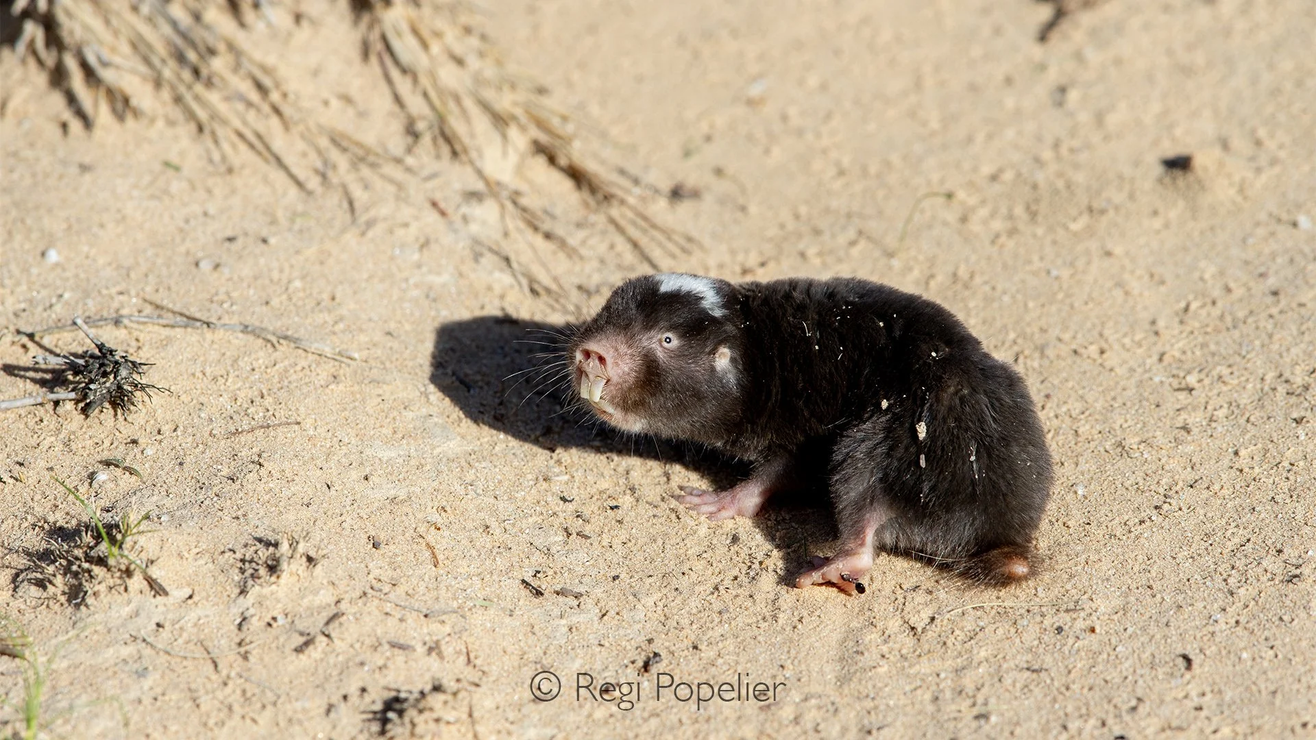 South Africa013 - Far from the safety of its underground tunnels, a tiny mole-rat crosses the dry sands of the Kalahari.