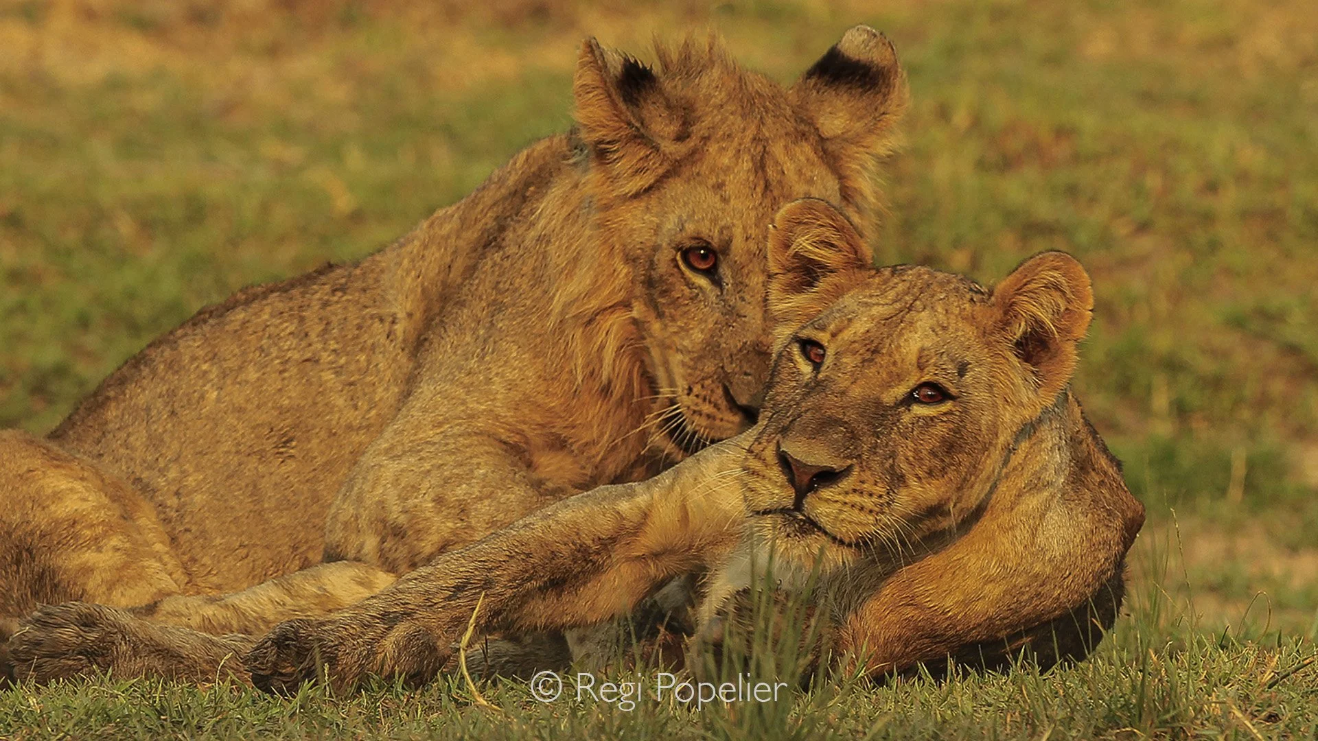 ZAMBIA009 - They start playing again, forces are returning  