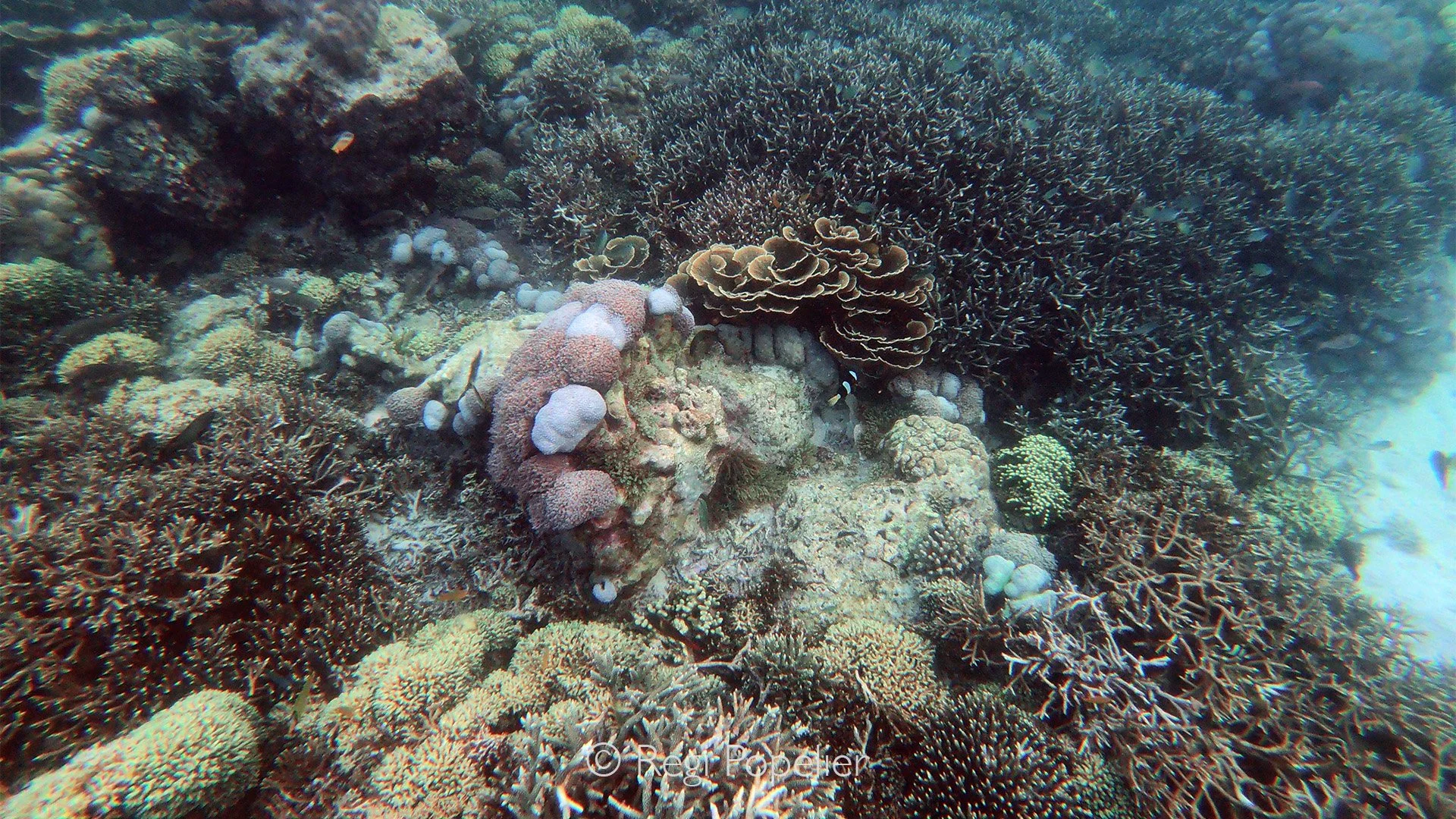 INDO101 - A vibrant garden of hard corals, among which a colorful Amphiprion can be seen