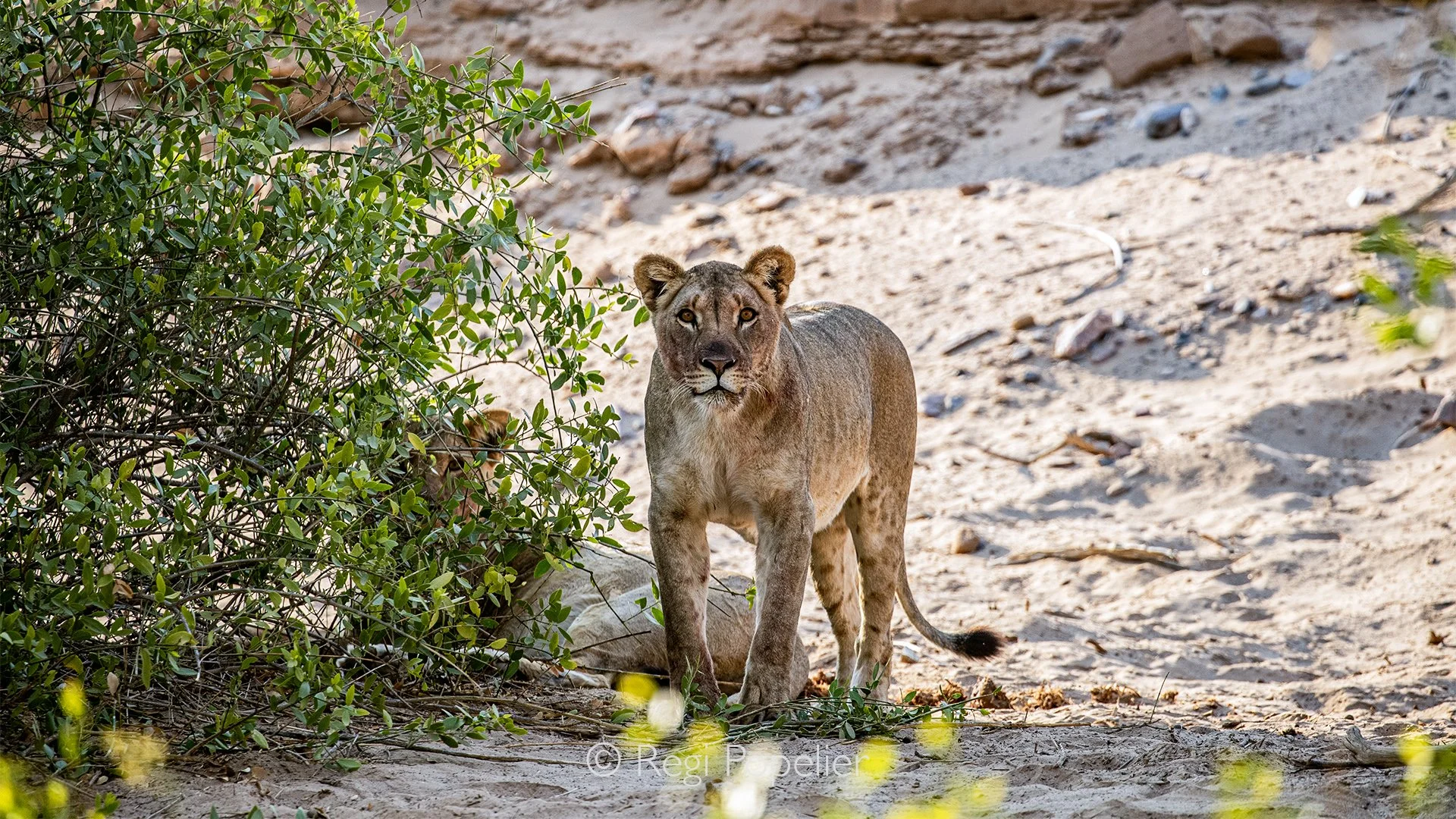 Namibia096 - desert lionesses the second is to find behind the bush.