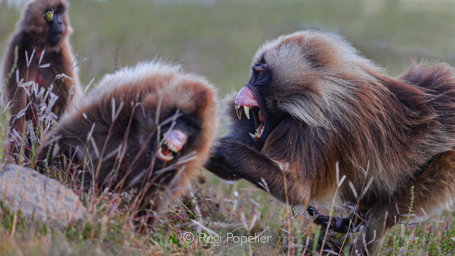 ETH073 - Fights between male gelada baboons often begin under the influence of females, as rivalry and competition for dominance and mating rights intensify.