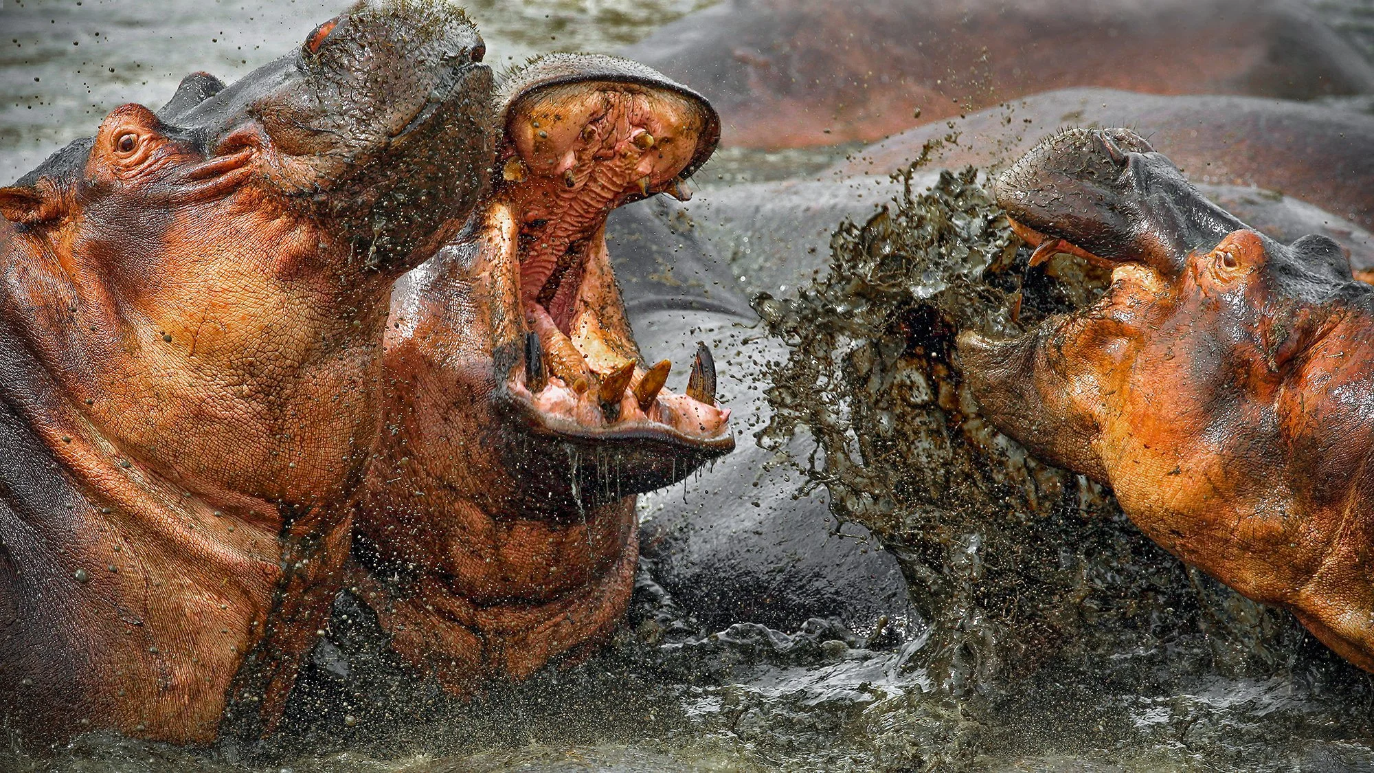 WL 001  Dispute GF4P4796 kopiëren.jpg