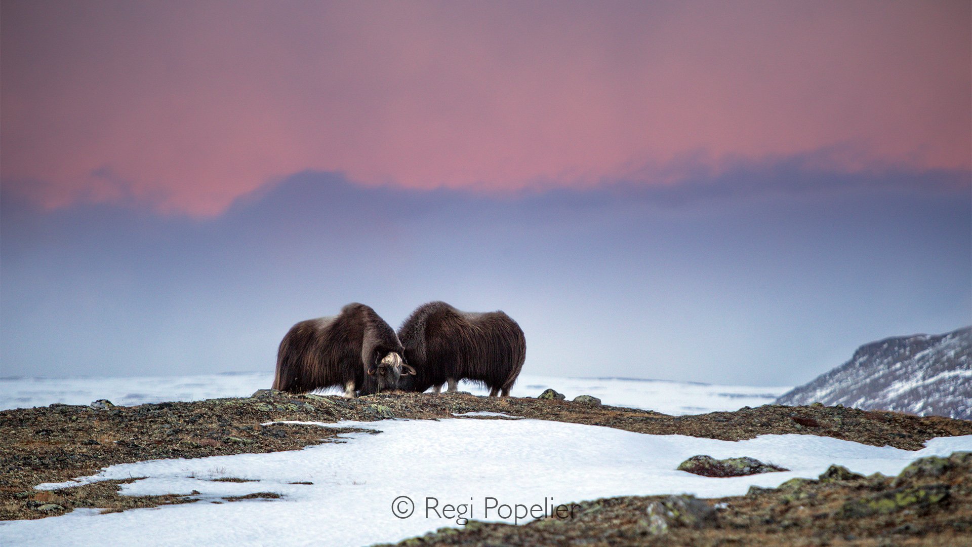 NORWAY049 - Two musk oxen standing against a sky glowing with deep blue and warm orange hues, their dark silhouettes creating a timeless portrait of strength and harmony in the Arctic wilderness.