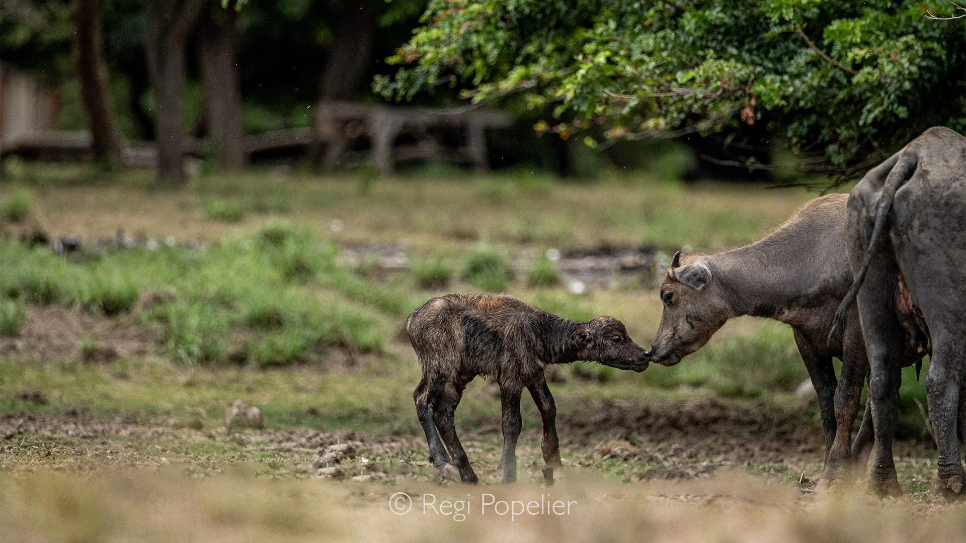 INDO051 - The young buffalo, too weak to follow its herd, stood trembling as I quietly stayed close. One by one, the rest of the herd passed, brushing it gently with their noses, as if saying a heartbreaking farewell. Every touch was a silent tribute