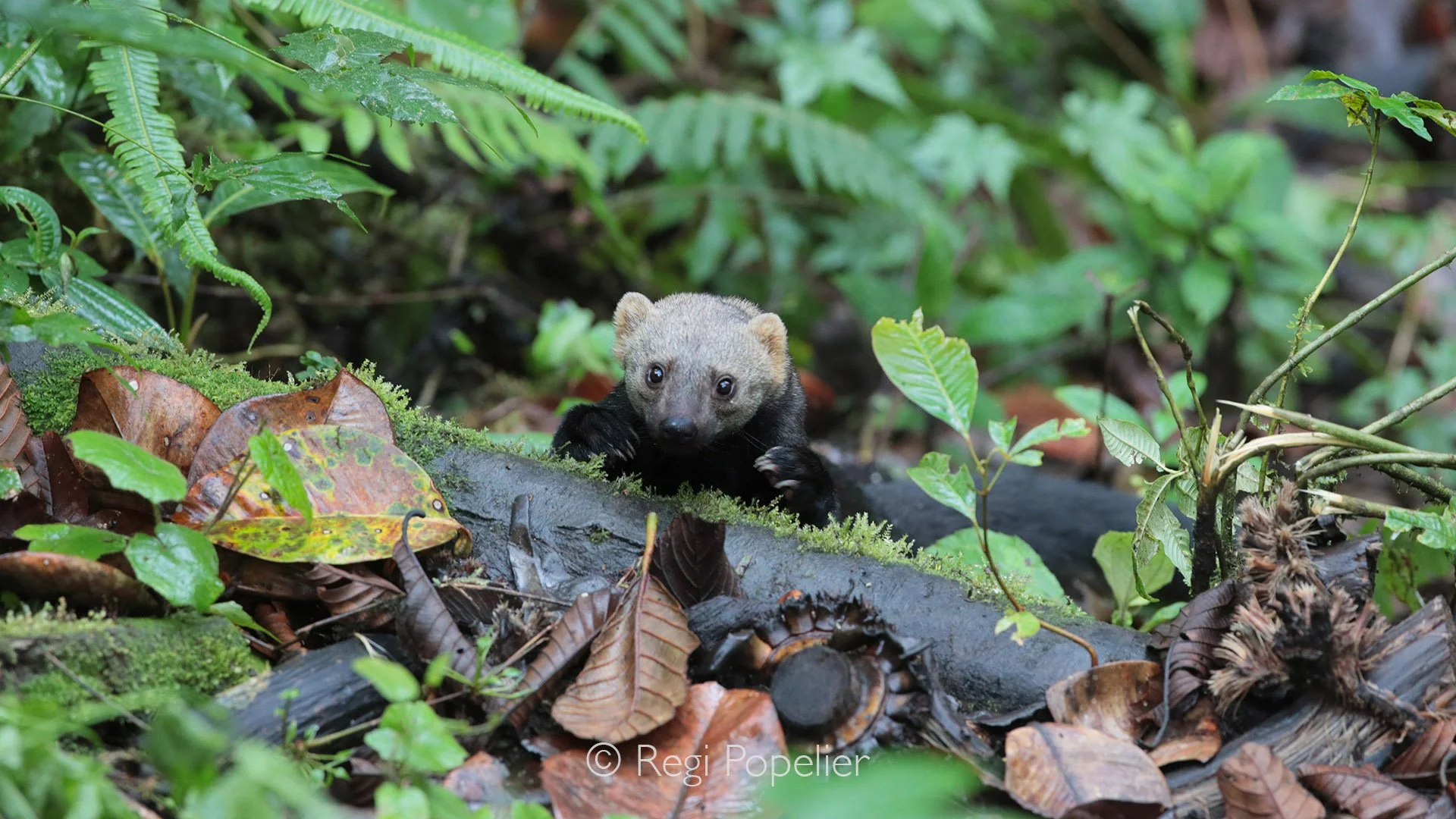 EQ026 - In Mashpi, one of the most unforgettable moments was photographing a tayra. This is a rare and elusive sighting that highlights the richness and surprises of this cloud forest.
