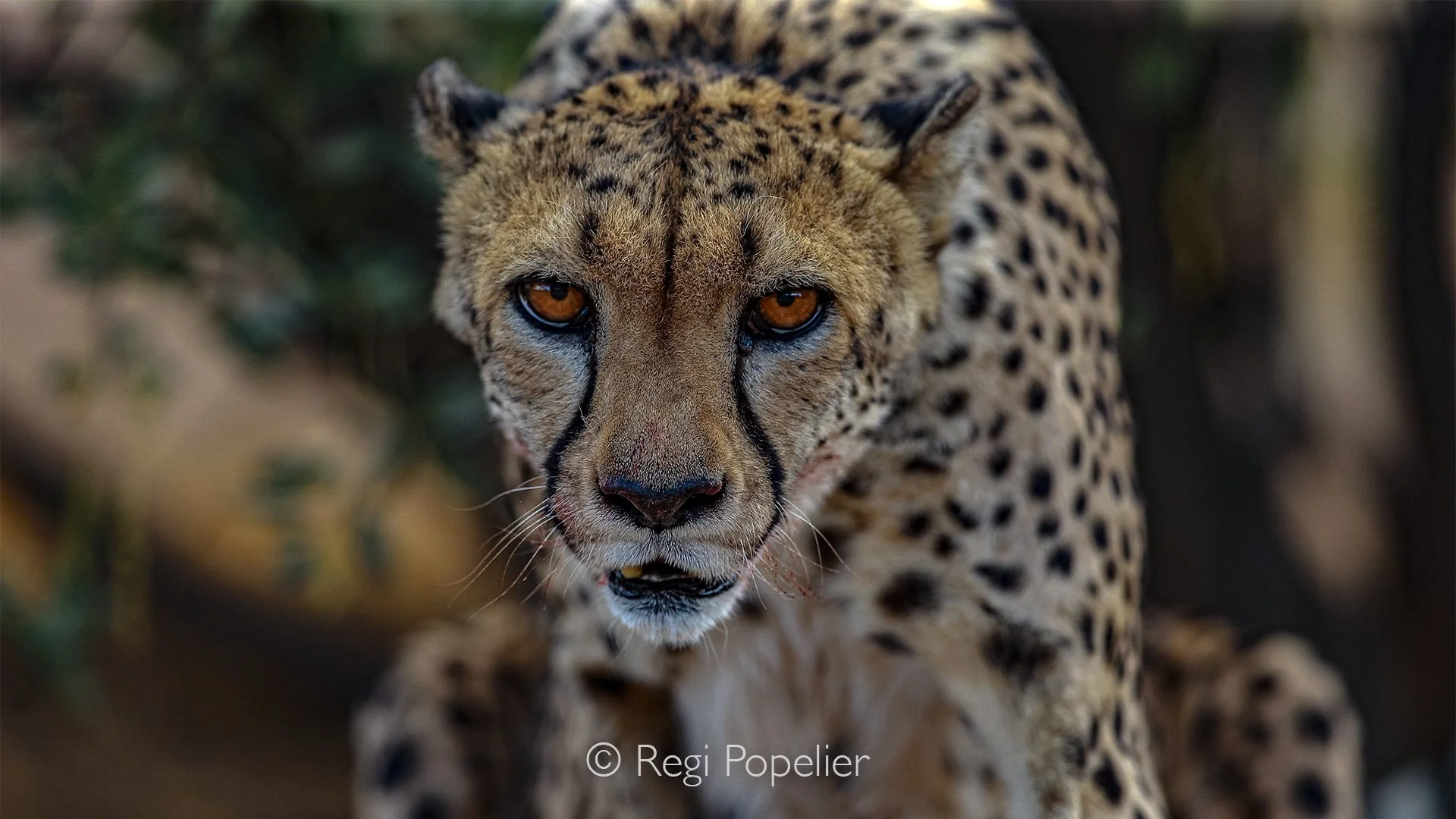 Namibia068 - Zooming into the face of a cheetah reveals the iconic black 'tear tracks' running from the inside corners of the eyes down to the mouth. 