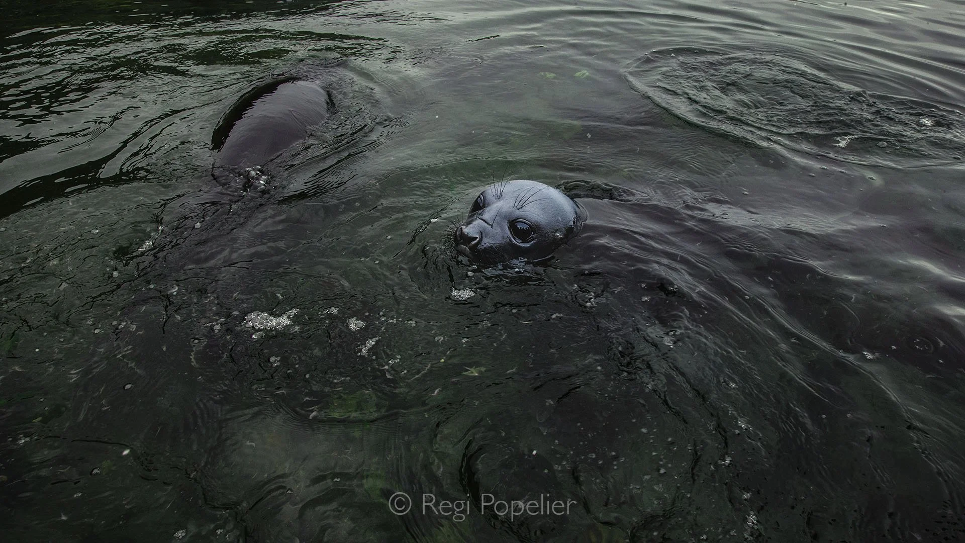ANT014 - Close-up of a baby seal in the gentle coastal waters of South Georgia,  innocence and curiosity captured in the wild.