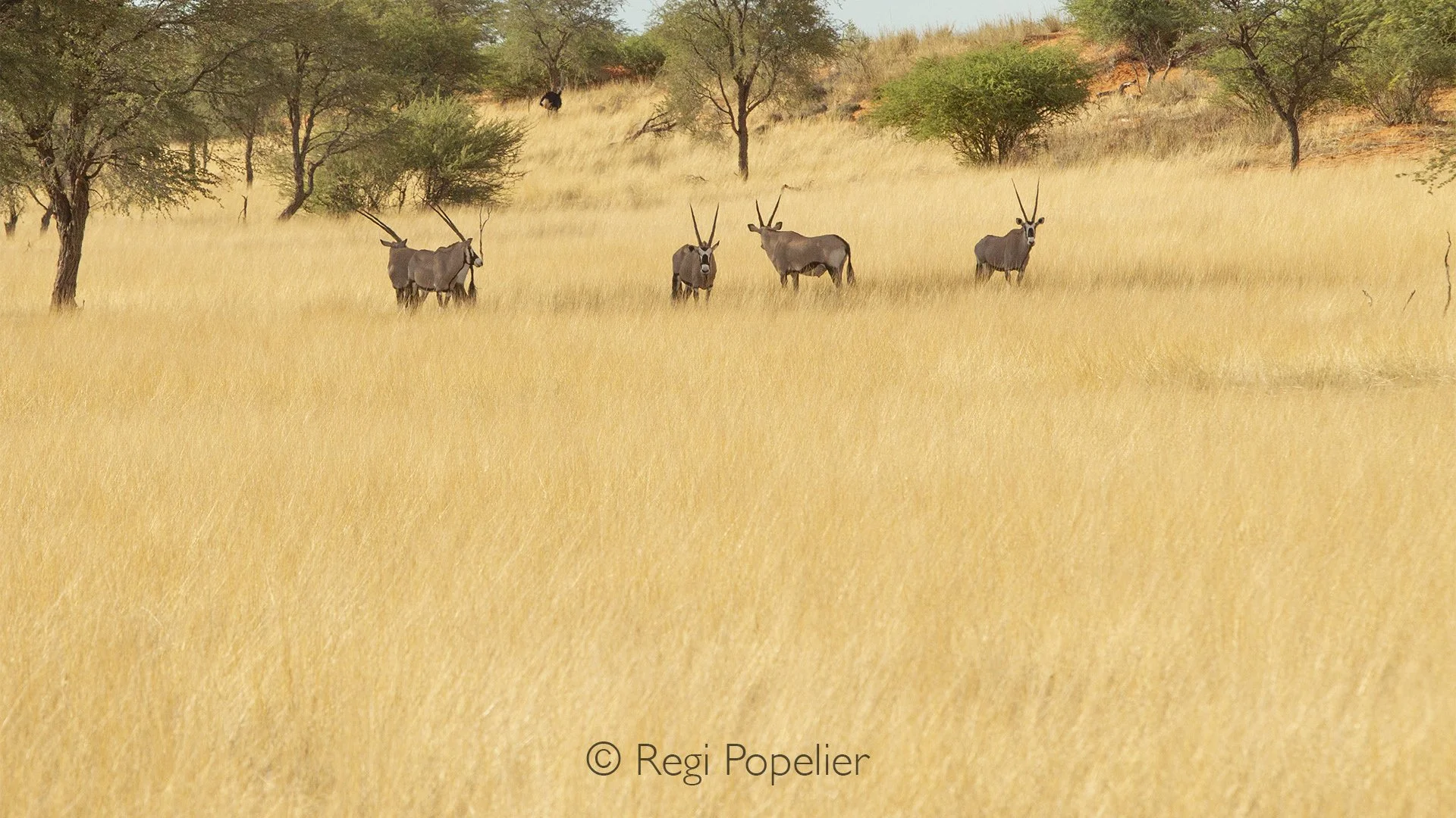 Namibia065 - Trying to creep closer through the tall, yellow grass highlights the incredible situational awareness of the gemsbok. Their large ears and sharp vision easily detect the subtle movement of a photographer, causing the animal to lock its e