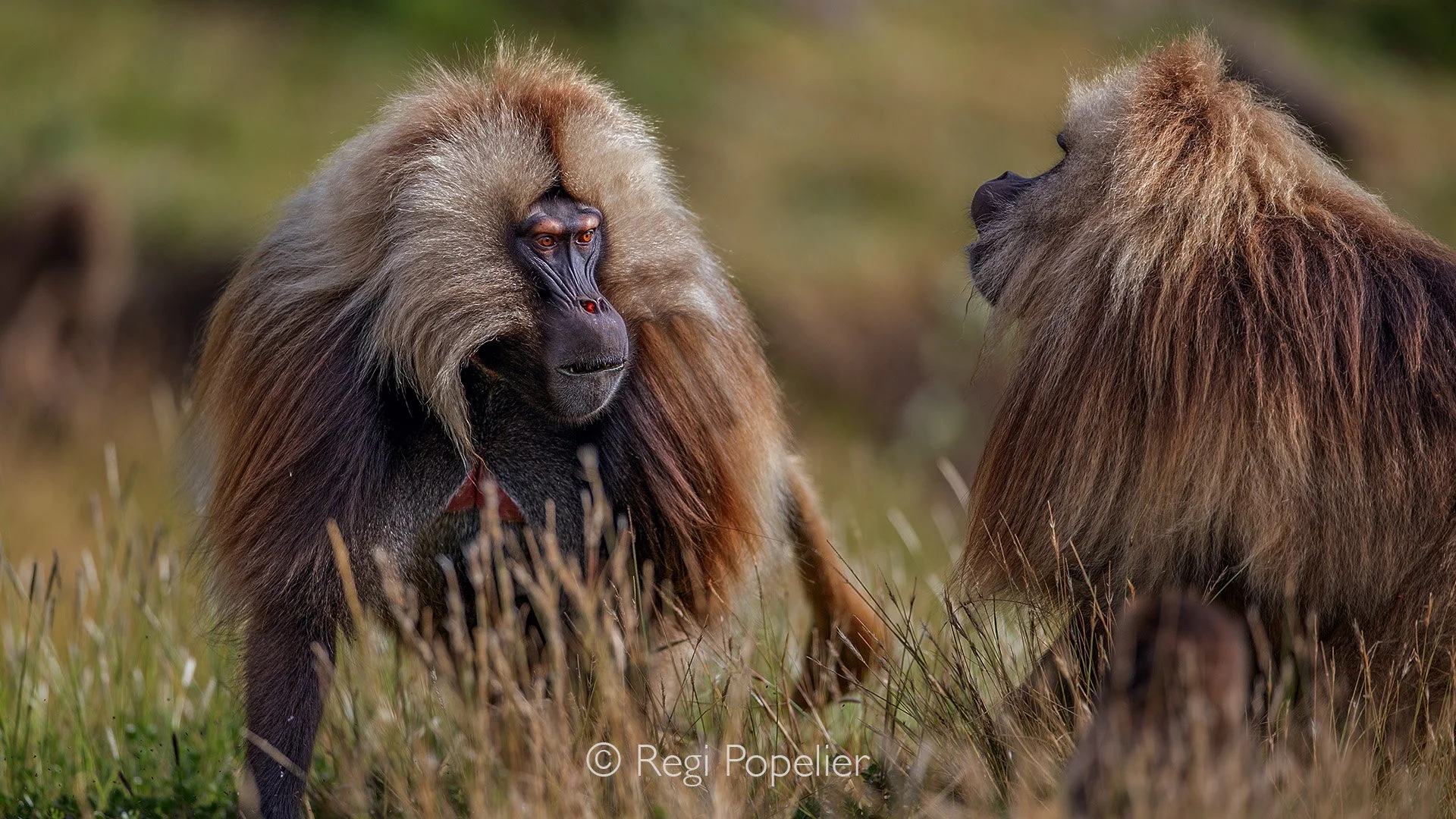 ETH071 - The confrontation approaches as two males size each other up, tension building while they test strength 