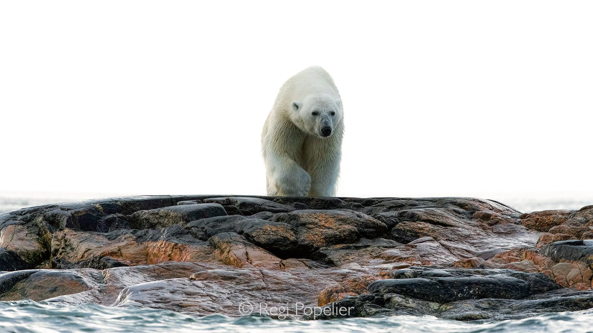 NPOLE030 - Emerging from the sea, the polar bear steps onto the rocky coastline.