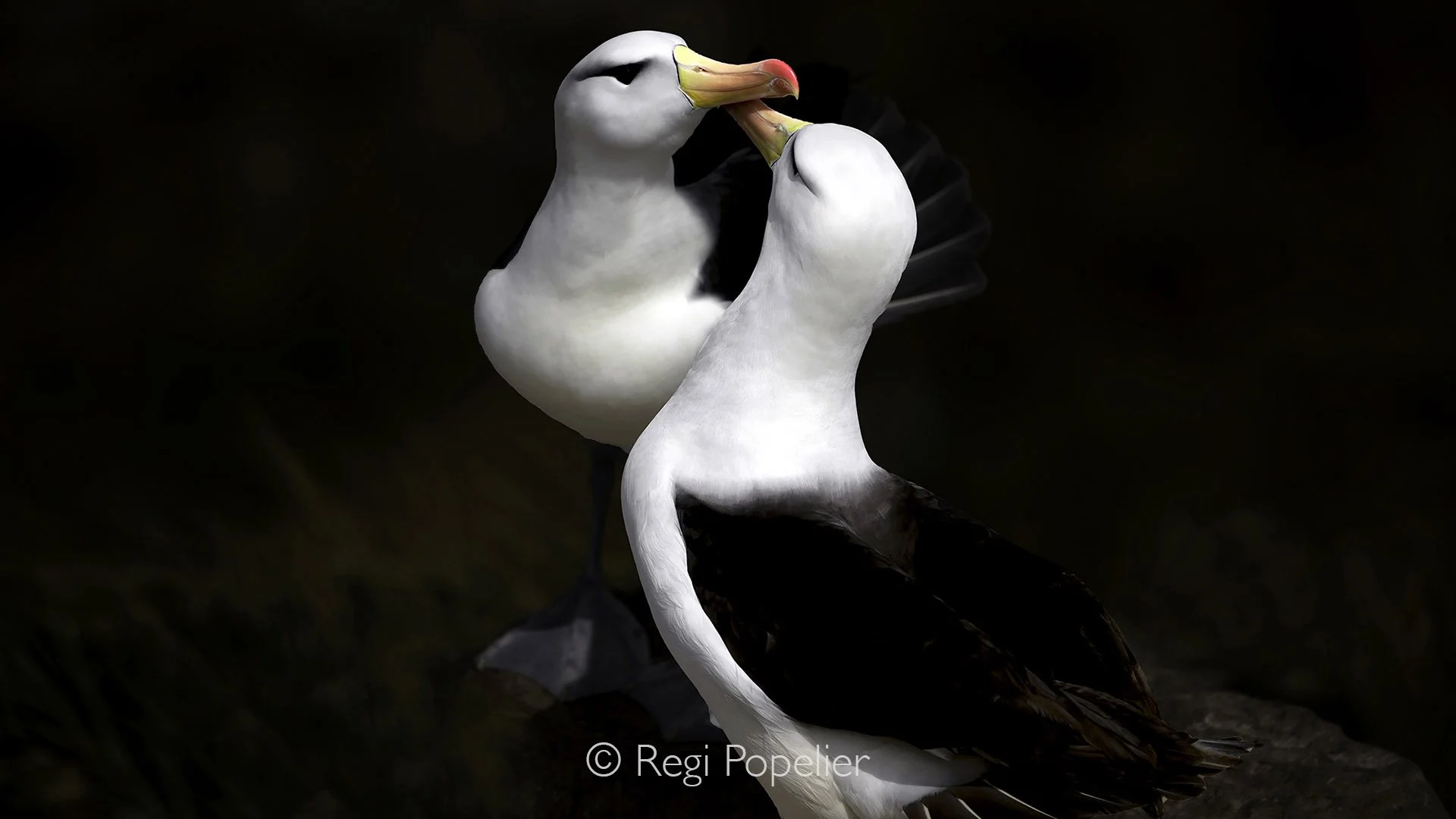 FAL005 - Majestic and tender: Black browed albatrosses in a quiet display of connection.