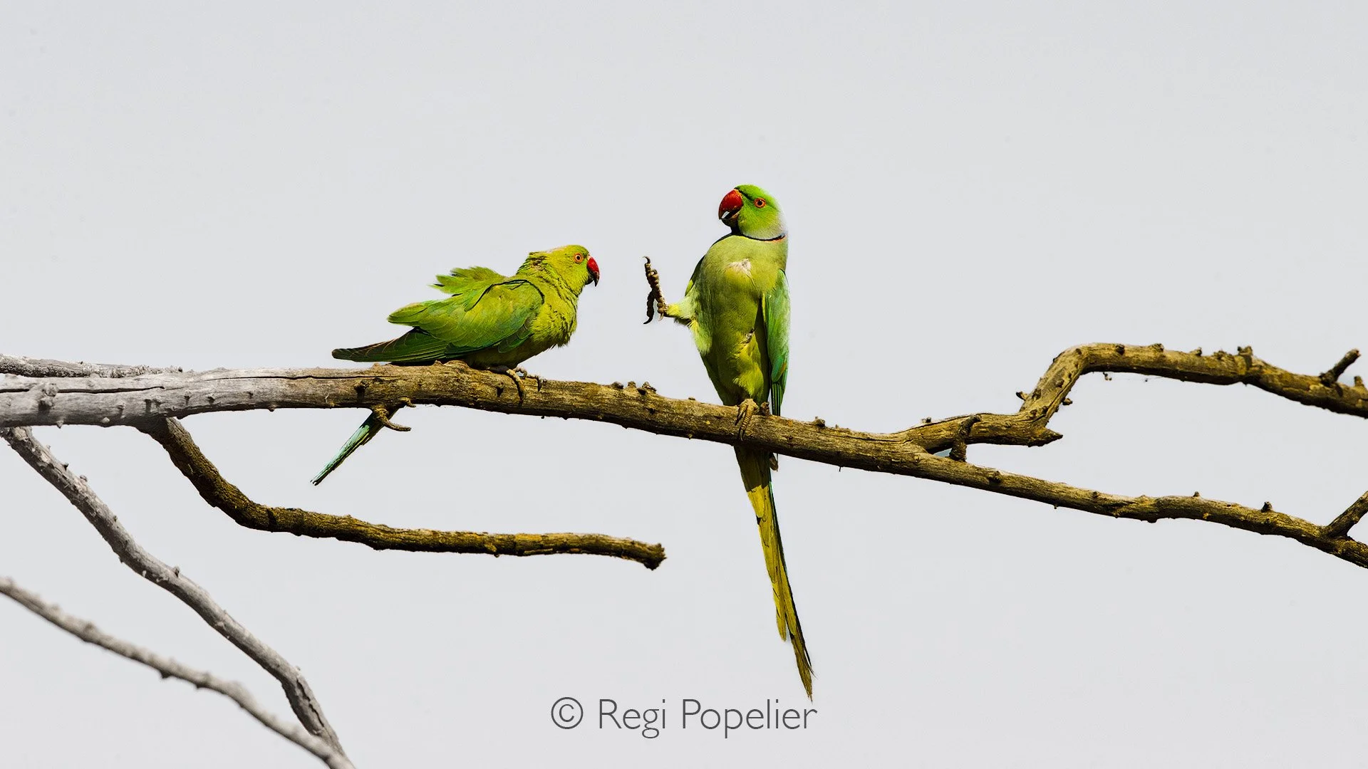 INDIA051 - Rose ringed parakeet as if he say's stop to the female. 
