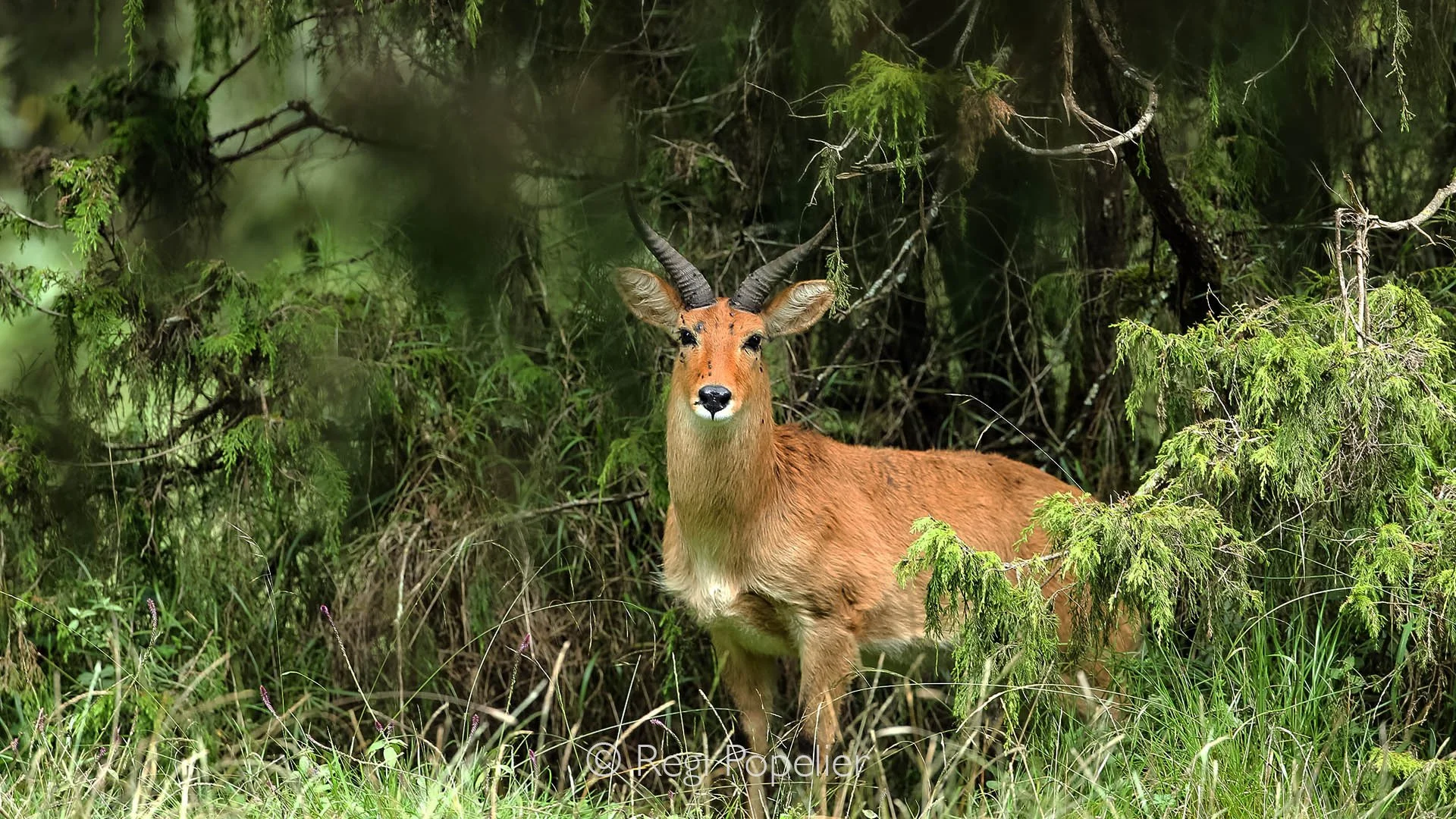 ETH019 - Beautiful  Male Bohor Redbuck deer . 
