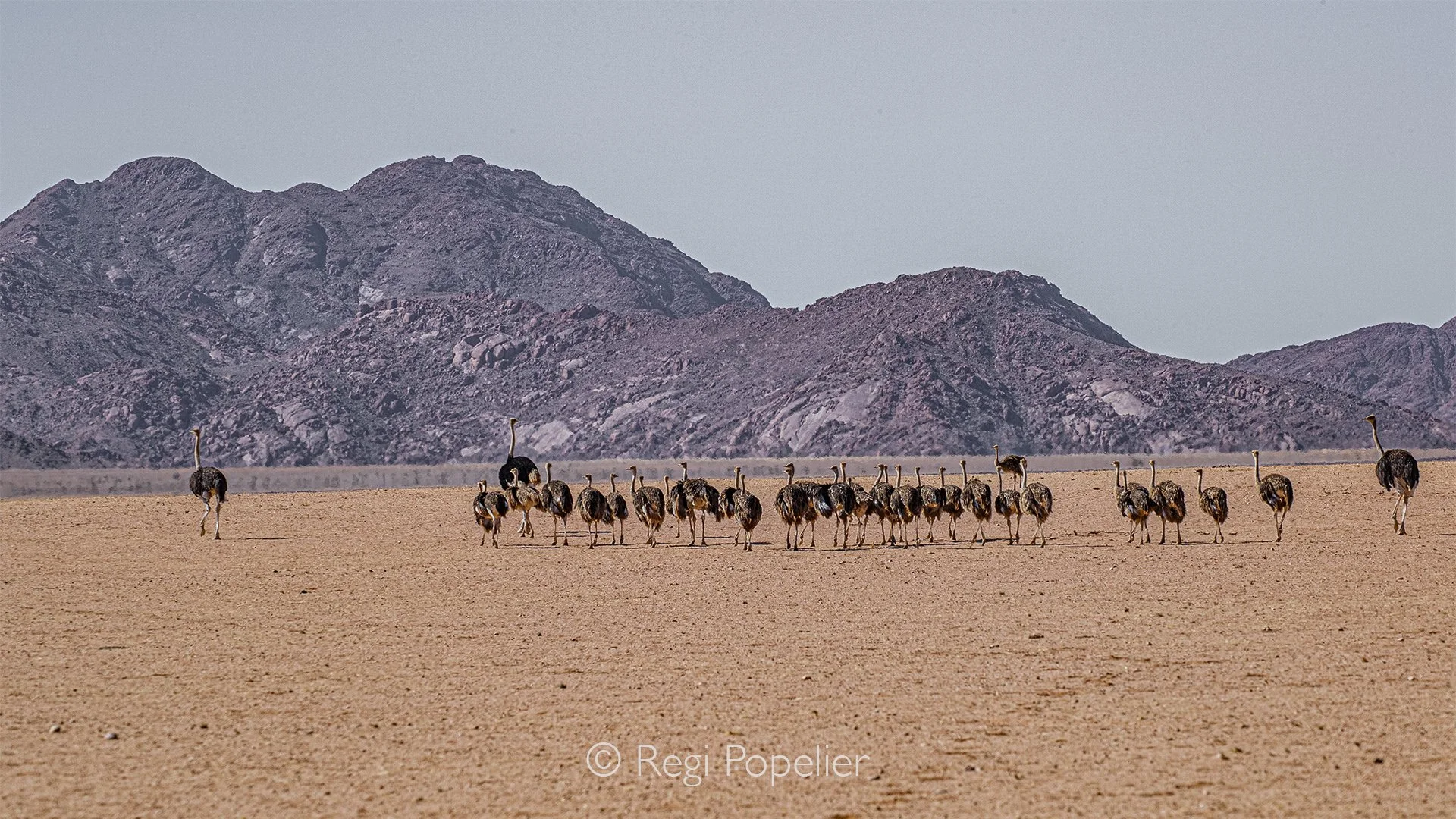 Namibia088 - Capturing a line of approximately 20 sub-adult ostriches escorted by an adult pair documents a crucial survival strategy. Ostrich families often merge their broods into large collective groups called crèches, managed by a dominant pair t