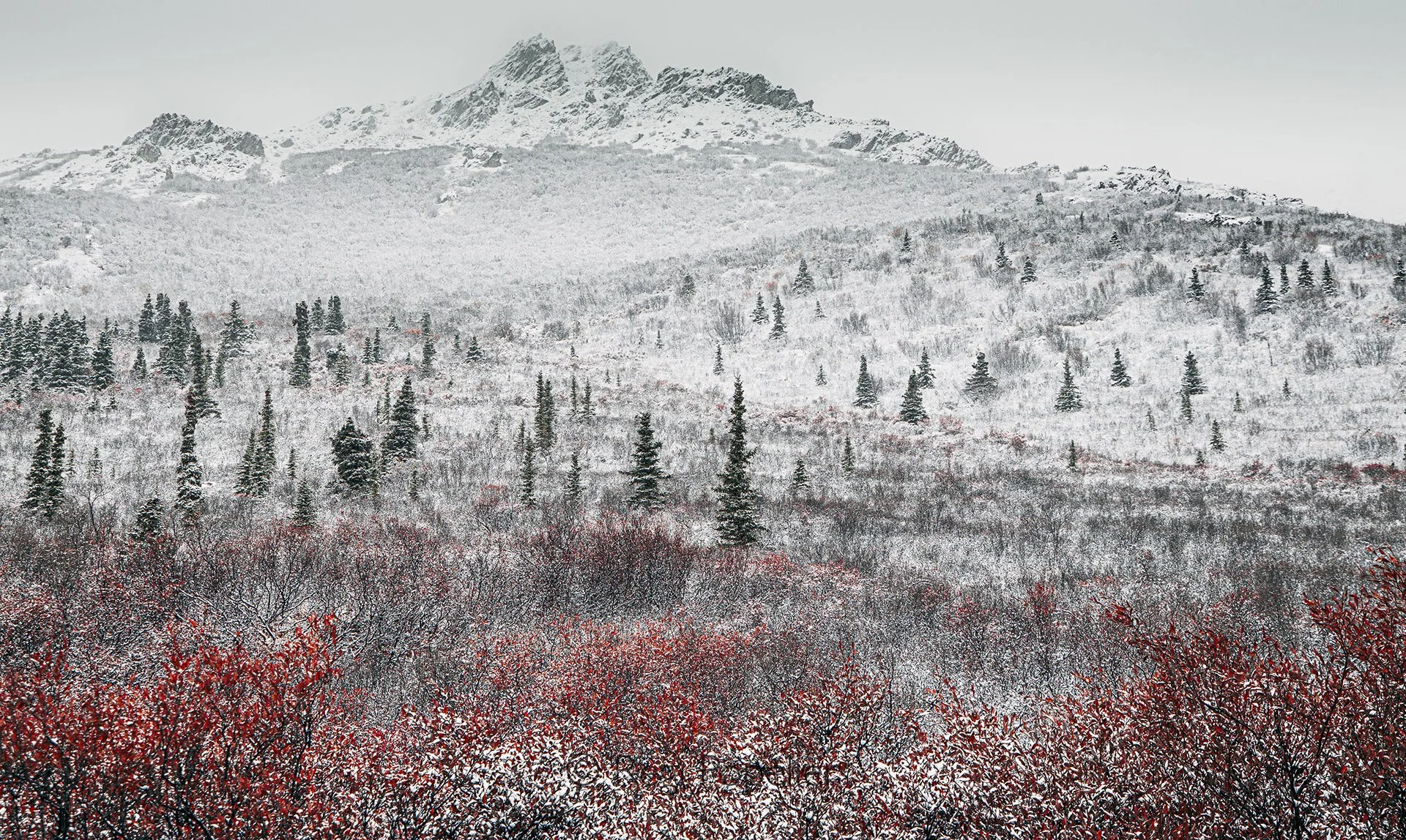 AL003 - Frosted landscape, another one of these amazing landscapes photographed at early morning
