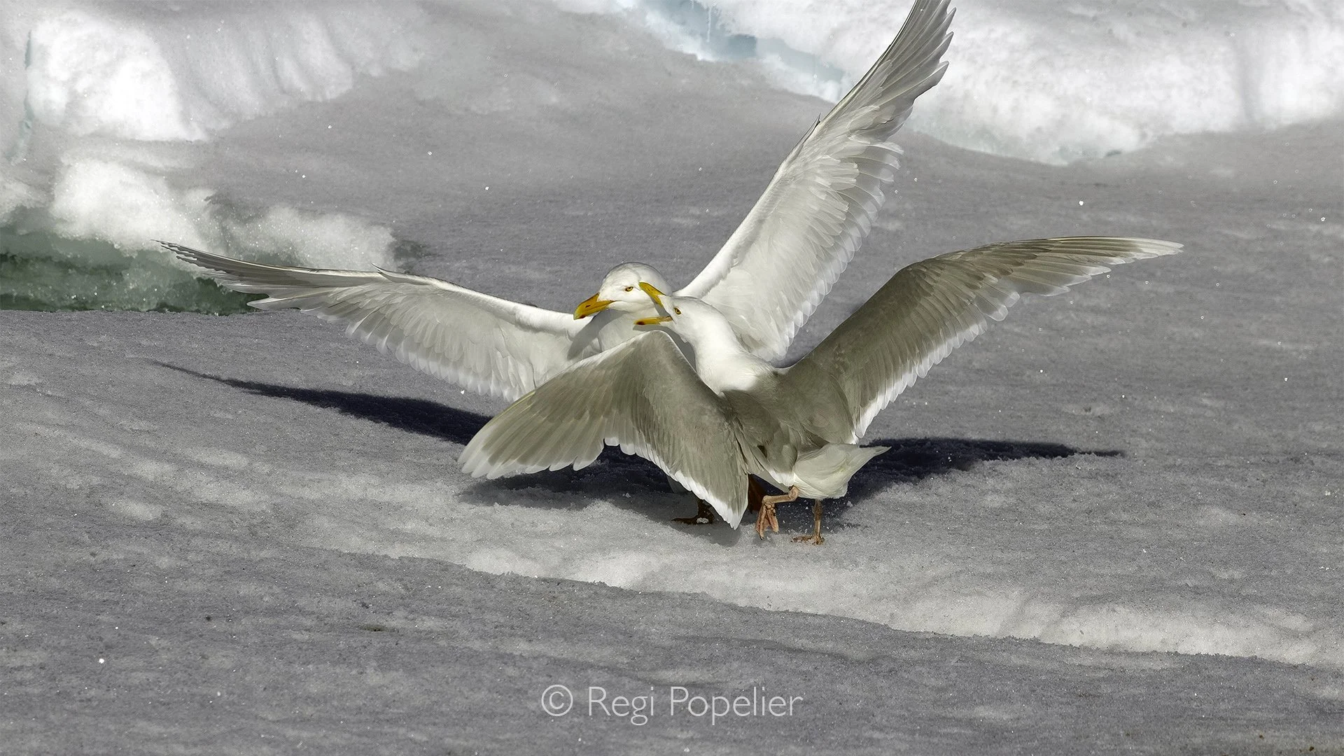NPOLE078 - Dominant display,  Glaucous Gull, Larus hyperboreus.