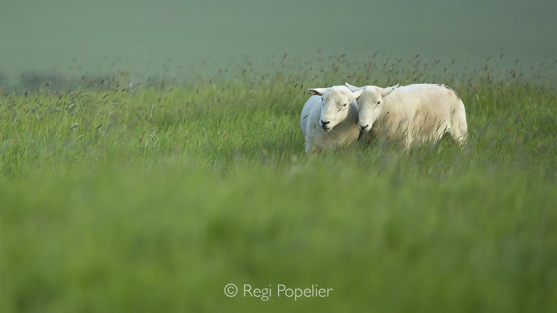 Scotland055 - Two sheep stand side by side in a lush green meadow, sharing a quiet moment in the peaceful countryside.