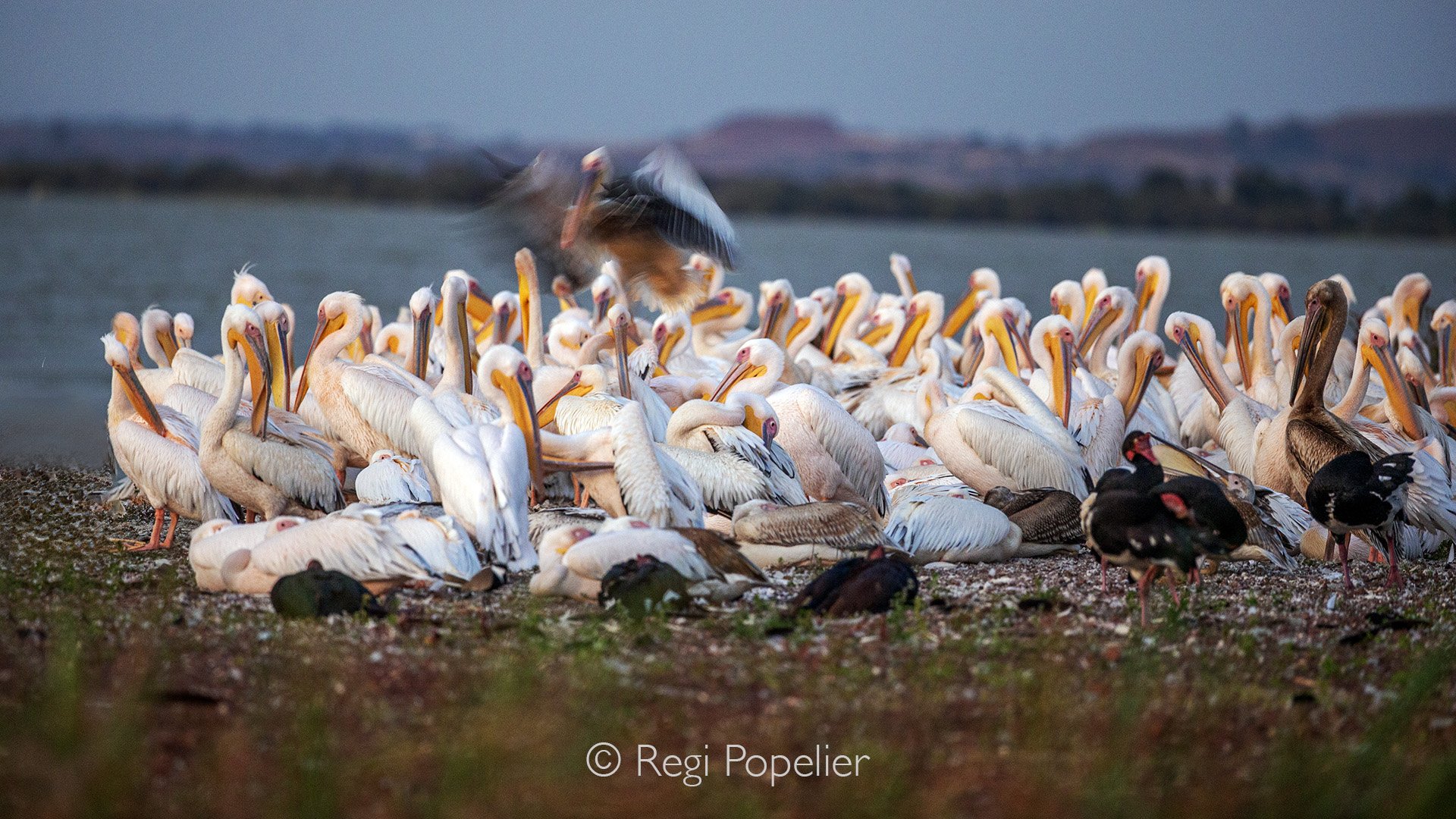 ETH050 - Lake Tana, Ethiopia’s largest lake, source of the Blue Nile, and a UNESCO Biosphere Reserve, celebrated for its rich ecology, culture, history, and iconic Great White Pelicans.