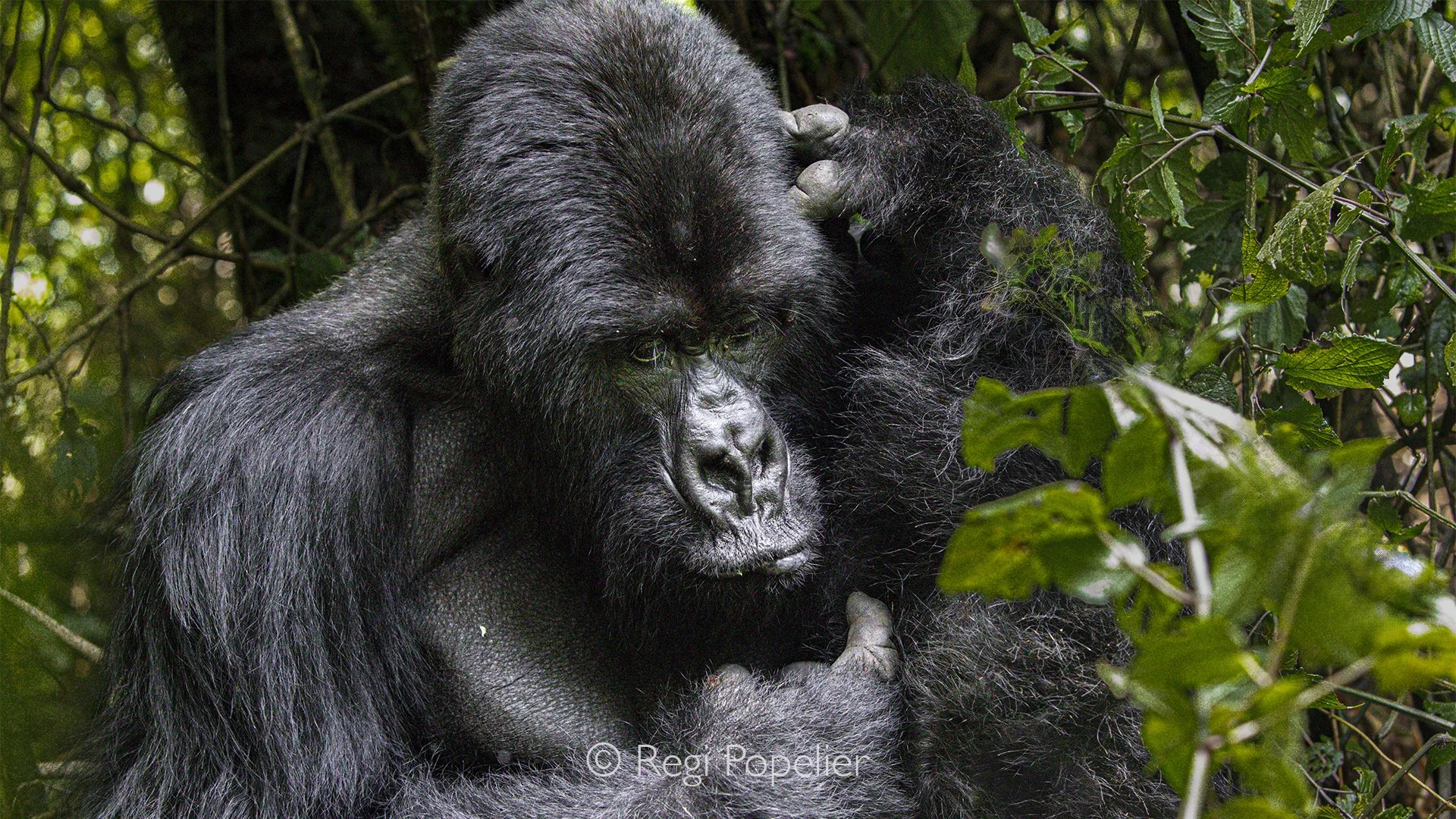 RWANDA025  - Time has softened neither the character nor the dignity of the aging silverback. His powerful silhouette against the misty bamboo forest remains a symbol of resilience, wisdom and the enduring spirit of Rwanda's mountain gorillas.