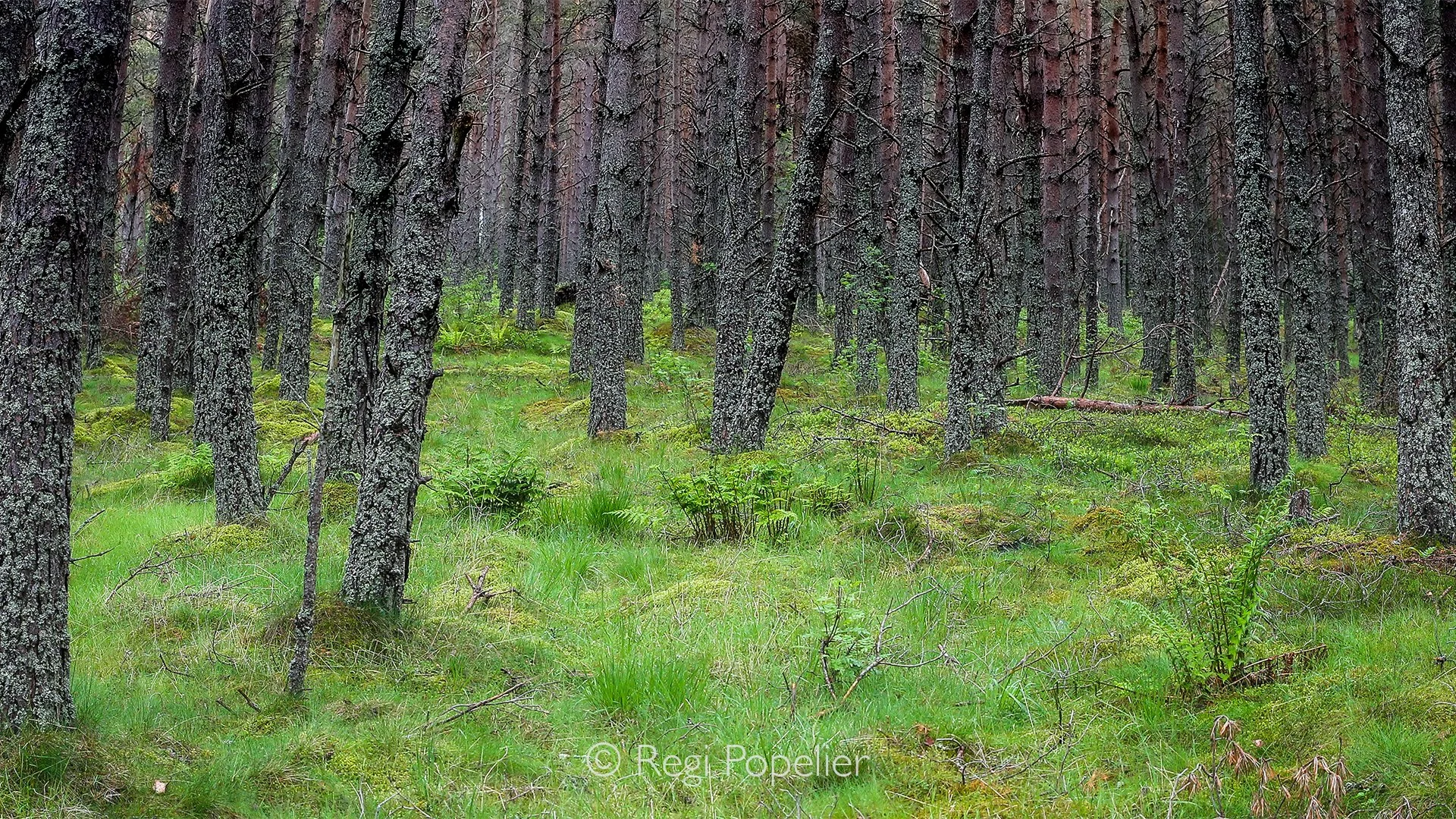 Scotland048 -  Along the forest edge, light touches the green grass while the strong lines and textures of the tree trunks create a striking natural composition.