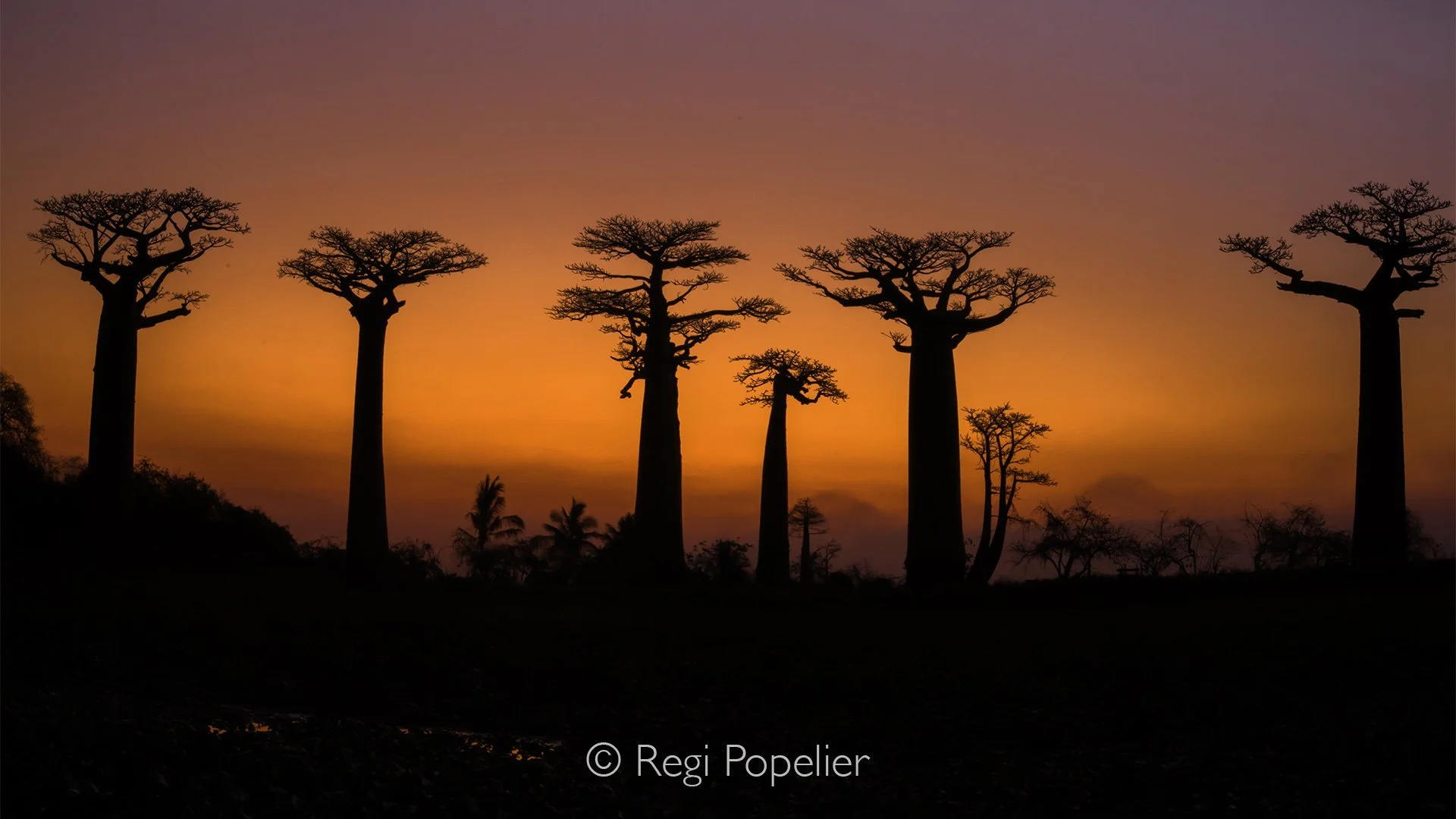 MADA038 -  The famous Baobab lane 
