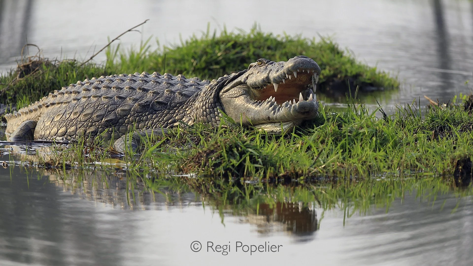 ZAMBIA024 - Cool down at the borders of the Zambezi river. 