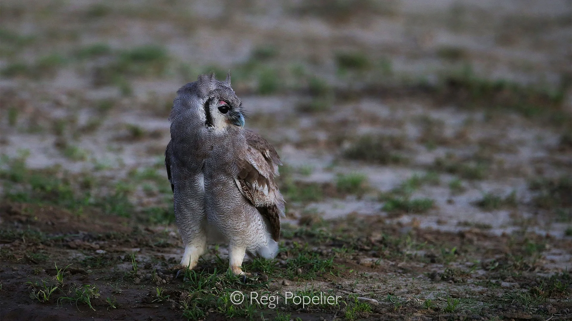 South Africa043 - In a land where every drop is precious, this modest puddle becomes a vital refuge, while the magnificent owl seems almost surreal against the dry, dusty surroundings.