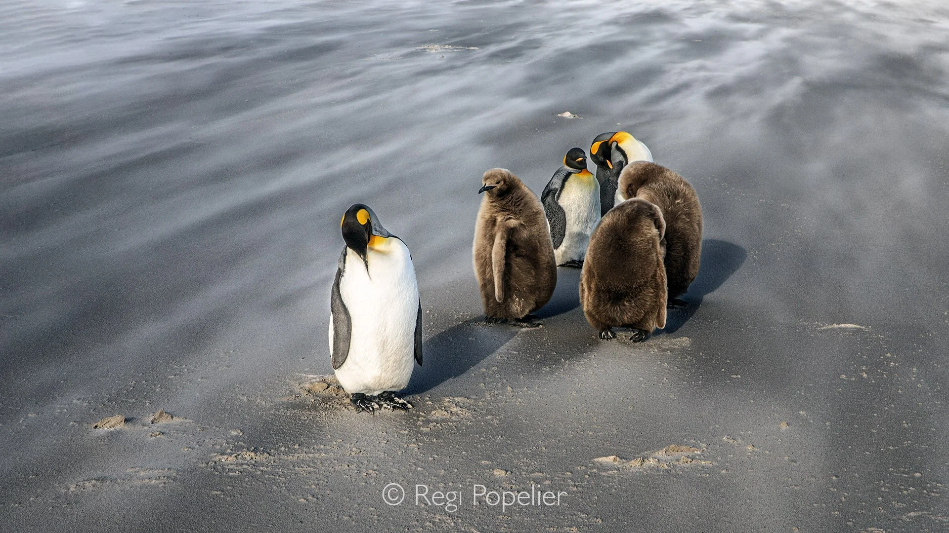FAL006 - Capturing the bond between king penguins and their fluffy chicks at Saunders island.