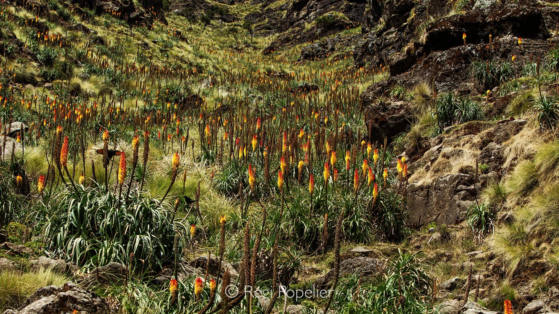 ETH080 - Flower of Kniphofia Foliosa at the slopes of Simien Mountains. 
