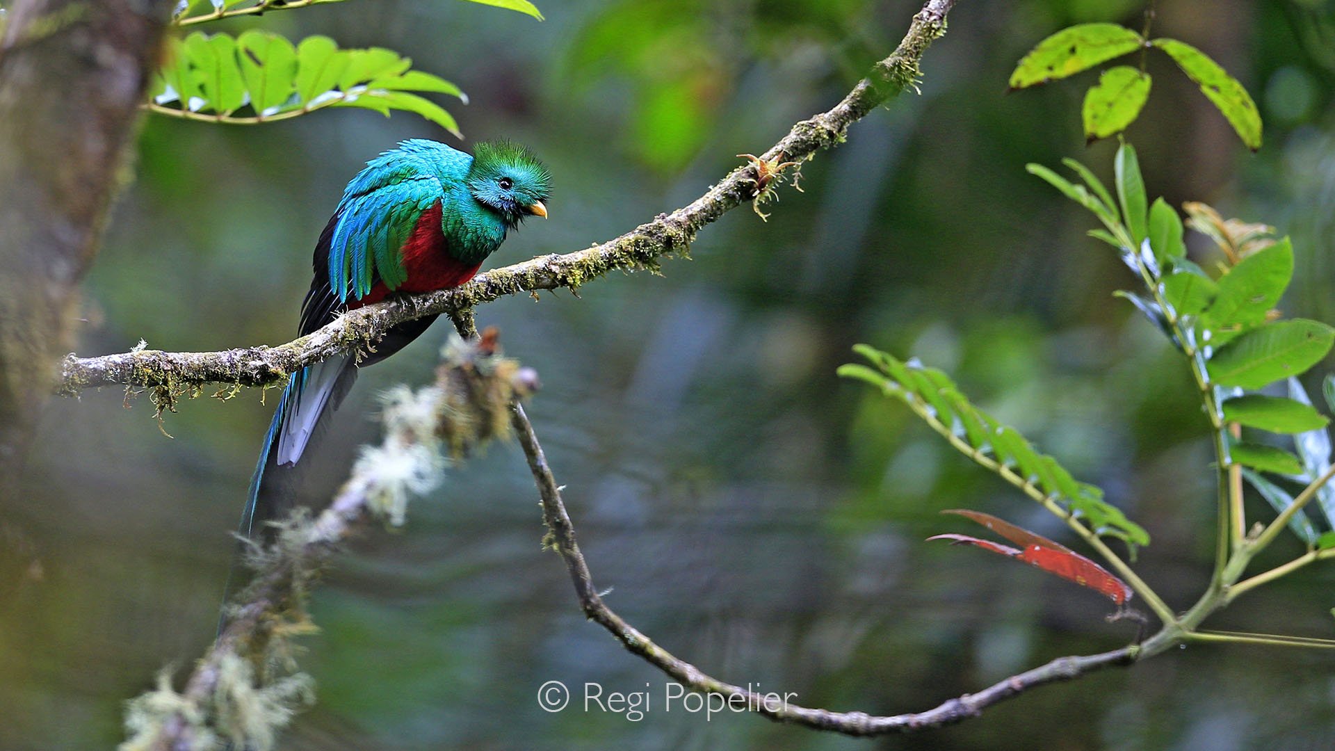CR011 - The splendid quetzal, with its vibrant plumage and elusive nature, presents a thrilling challenge for photographers, rewarding patience with a glimpse of one of the most iconic birds of the forest. I was able to take some amazing shots while 