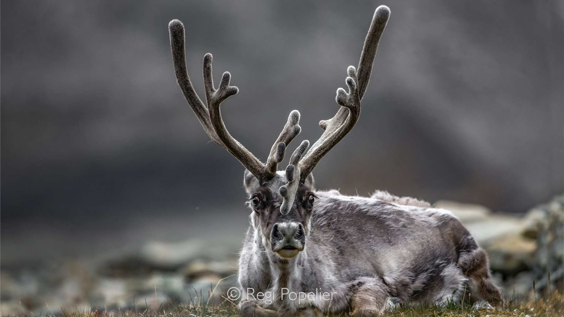 NPOLE092 - An intimate portrait of a Svalbard reindeer, capturing the quiet beauty of wildlife at the edge of the world.