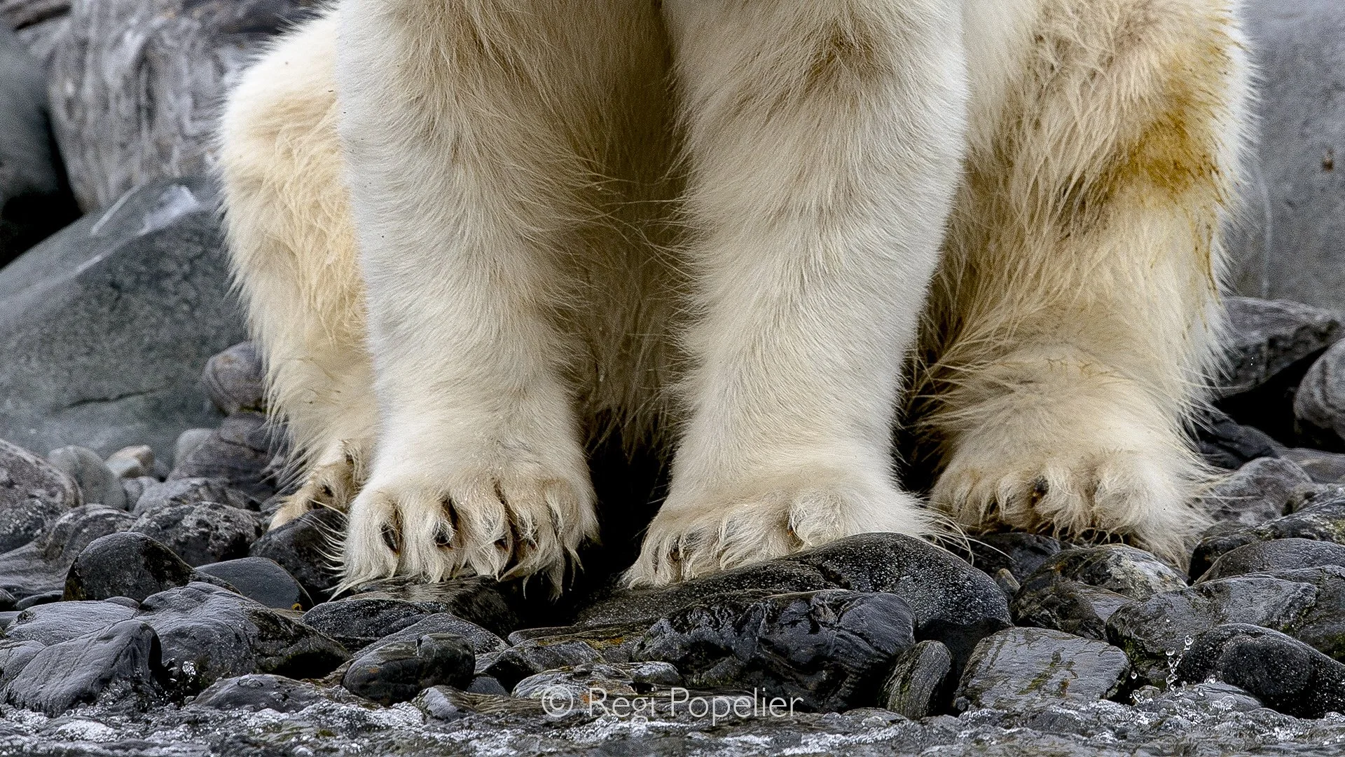 NPOLE040 - Detailes of the legs and claws of a majestic polar bear framed by rocks  during the short Arctic summer.