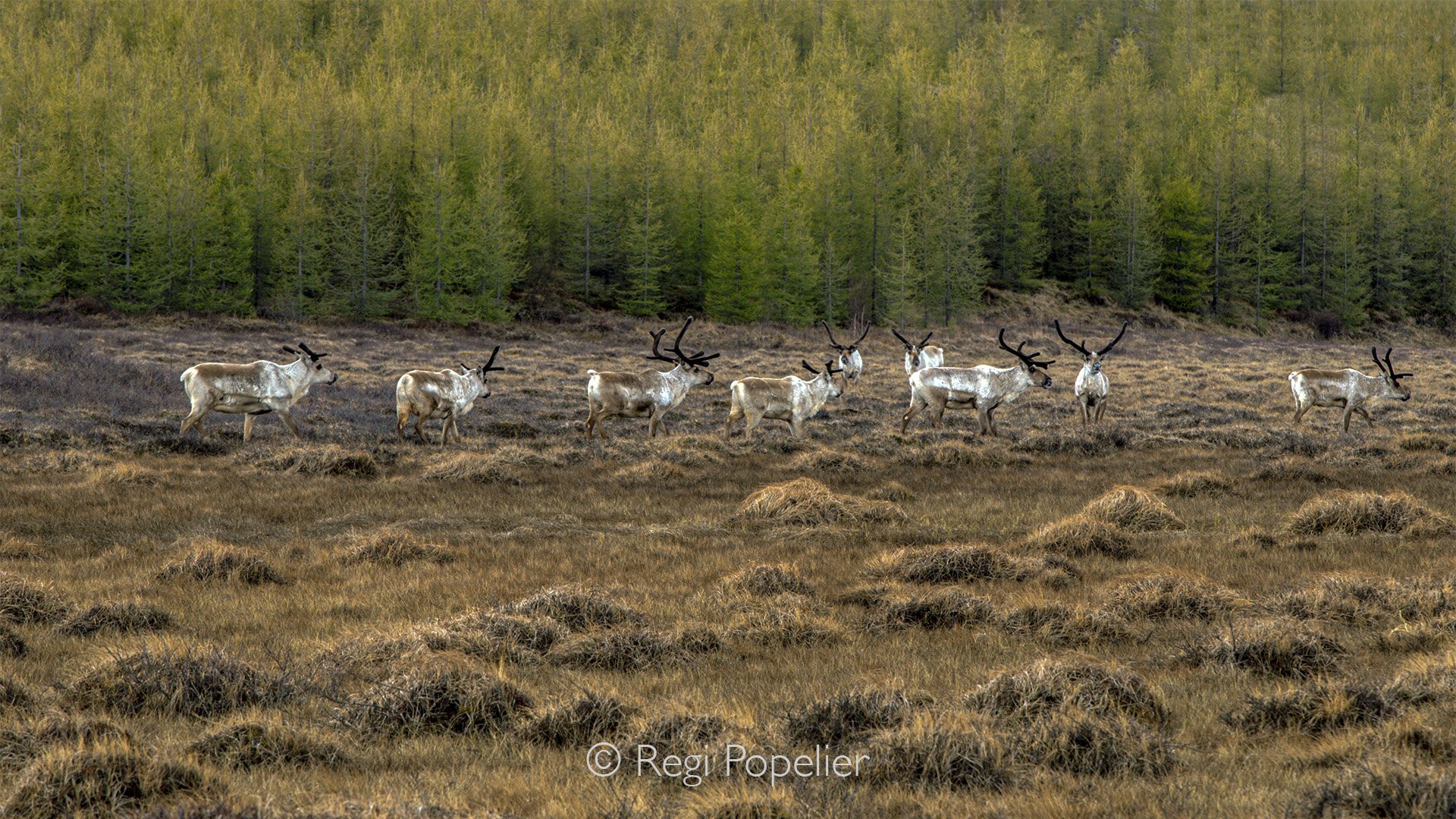 ICEL017 -  A second encounter on our way to  Jökulsárlón and Egilsstadir. the background differs from the first image 
