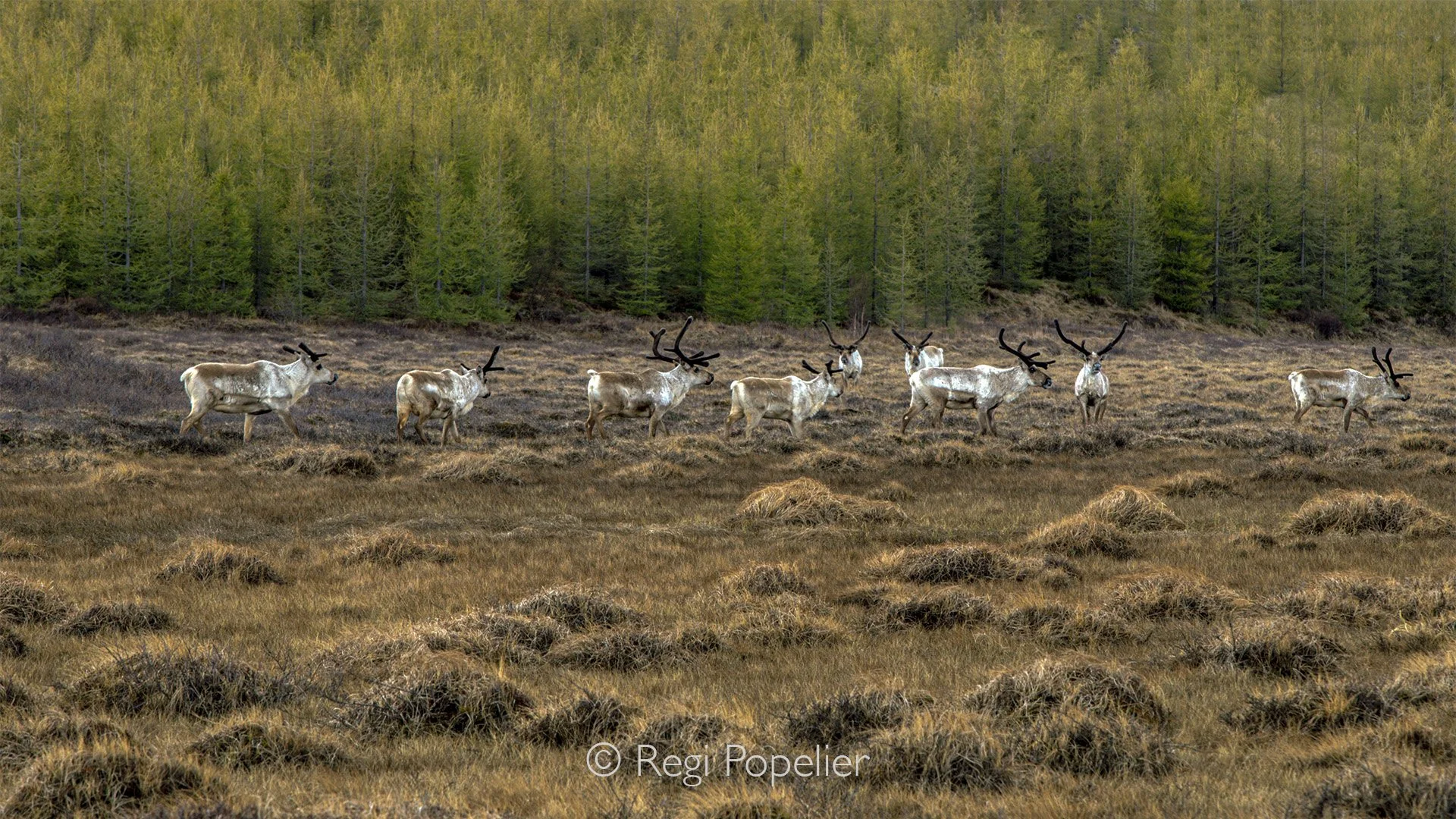 ICEL017 -  A second encounter on our way to  Jökulsárlón and Egilsstadir. The background differs from the first image. 