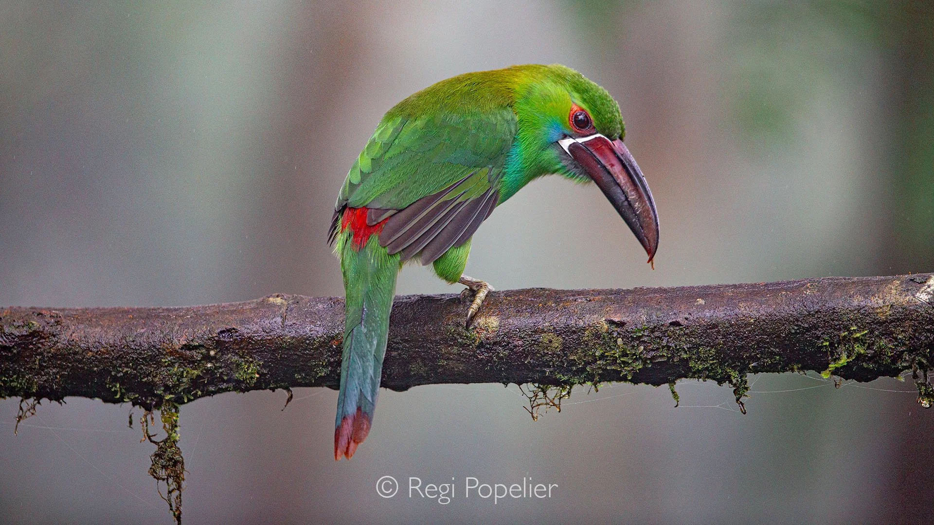 EQ008 -  Crinsom rumped Toucanet in full beauty. 