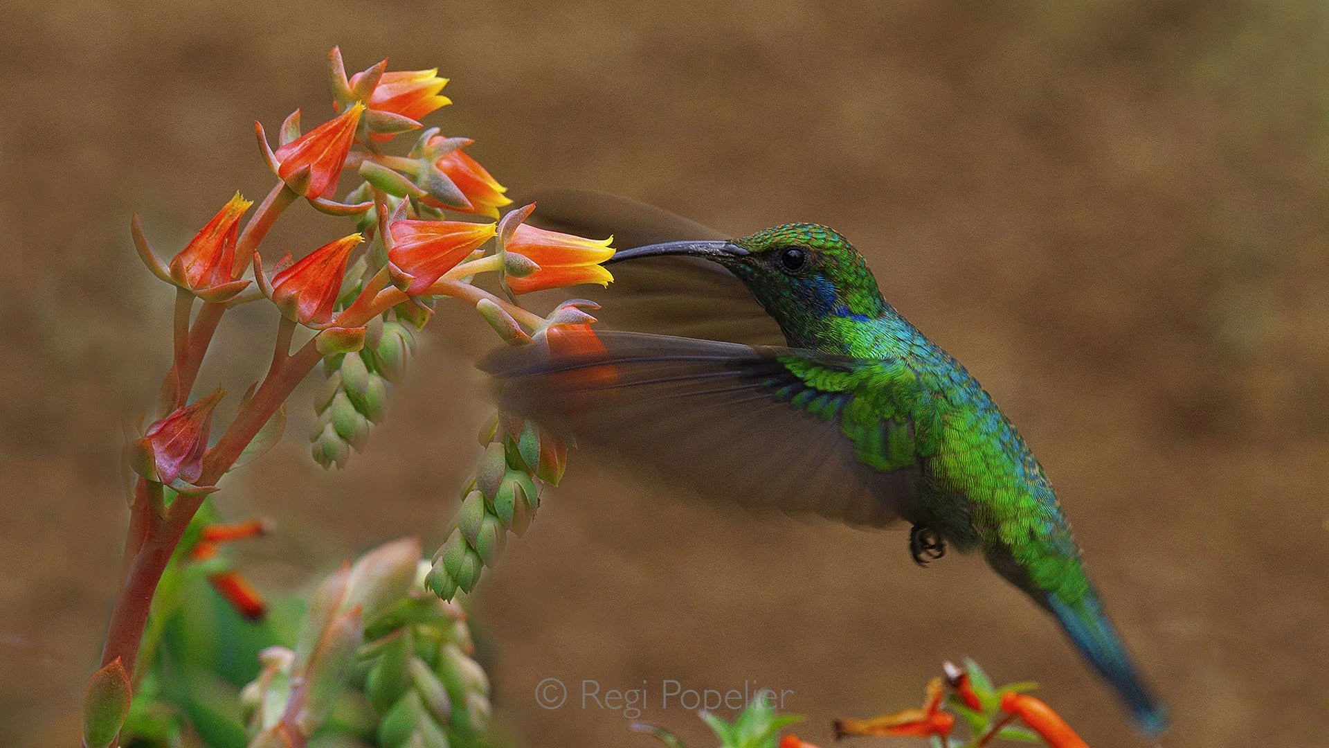 CR008 - Green Violet-ear (Colibri thalassinus) hovers delicately, iridescent feathers shimmering as it feeds from vibrant blooming flowers, a jewel like flash amid the lush greenery.